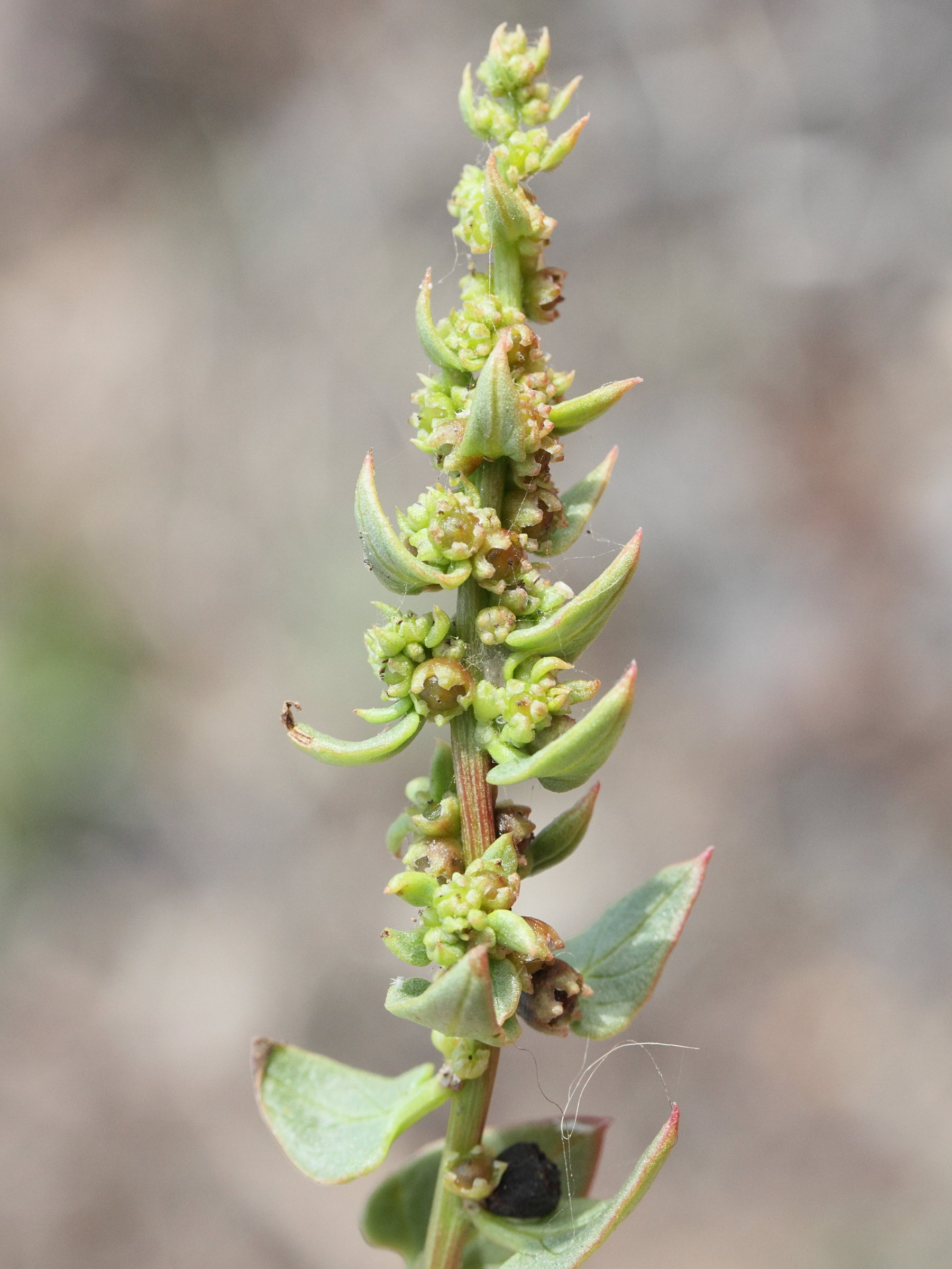 patellifolia_patellaris1md