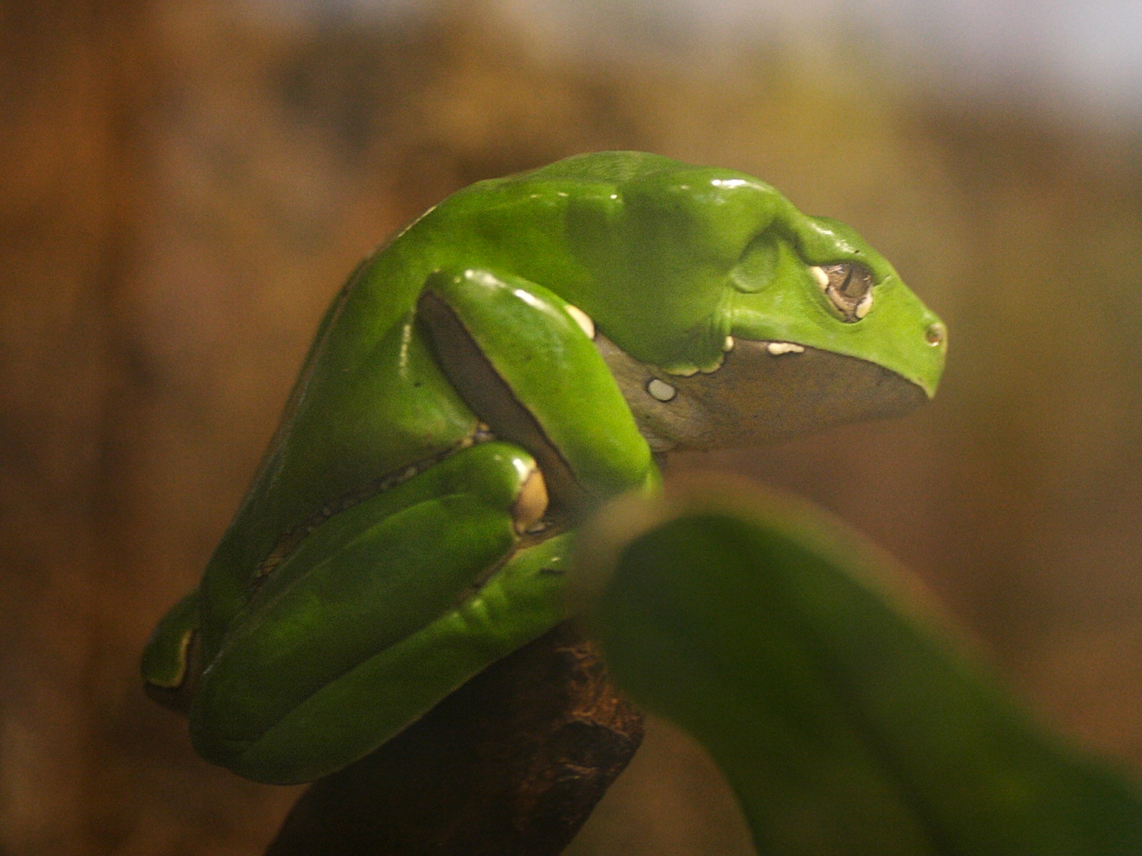 phyllomedusa_bicolor1md