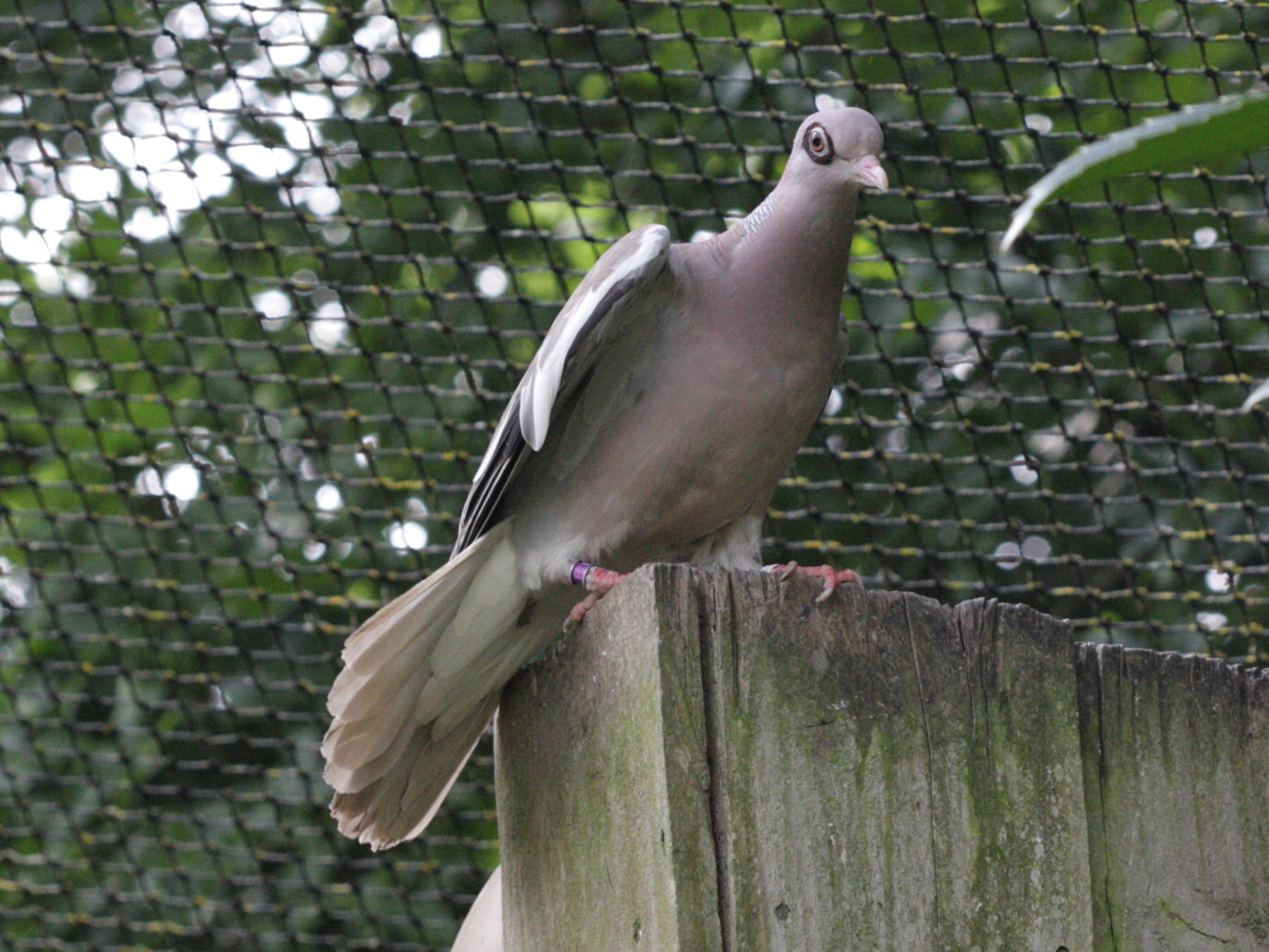 Afficher le média pigeon_a_ailes_blanches_-_patagioenas_corensis2bd pigeon_a_ailes_blanches_-_patagioenas_corensis2bd
