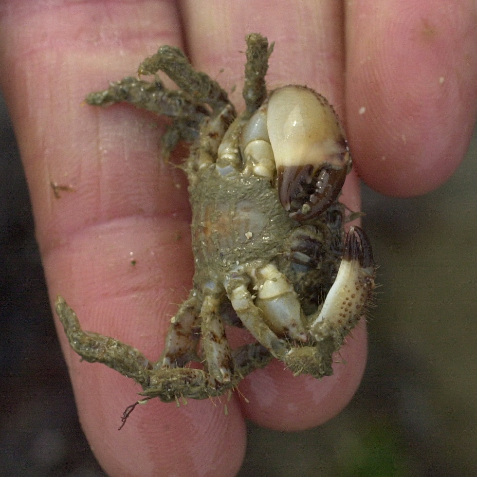 pilumnus_hirtellus4bmd