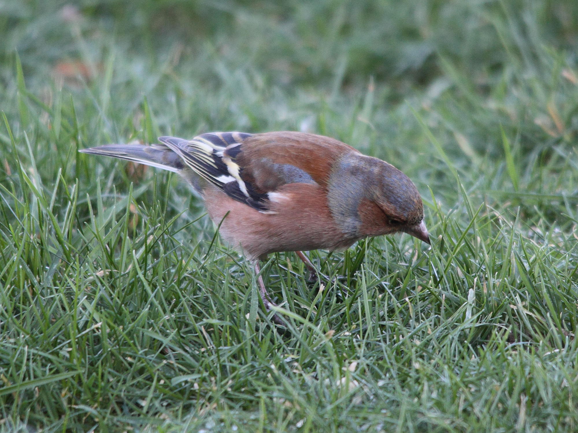 pinson_des_arbres_-_fringilla_coelebs5bd