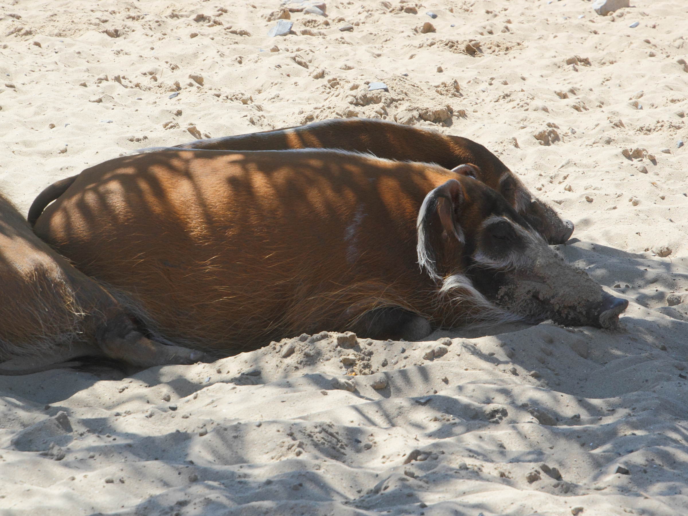 potamochoerus_porcus2md