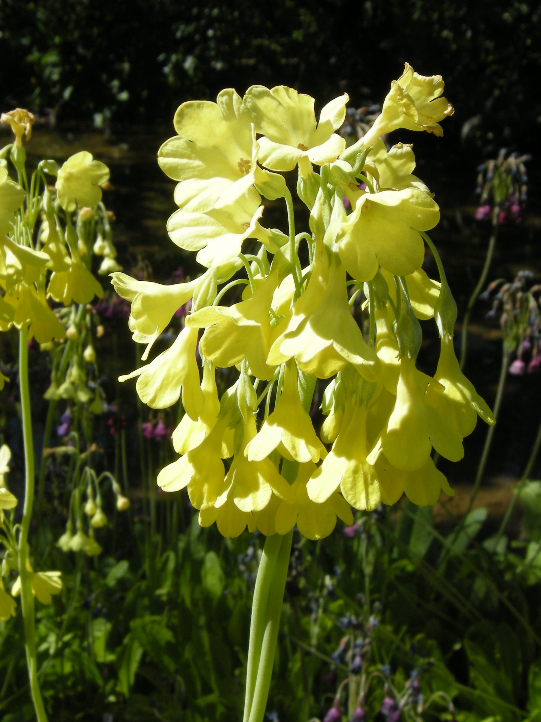 primula_florindae2md