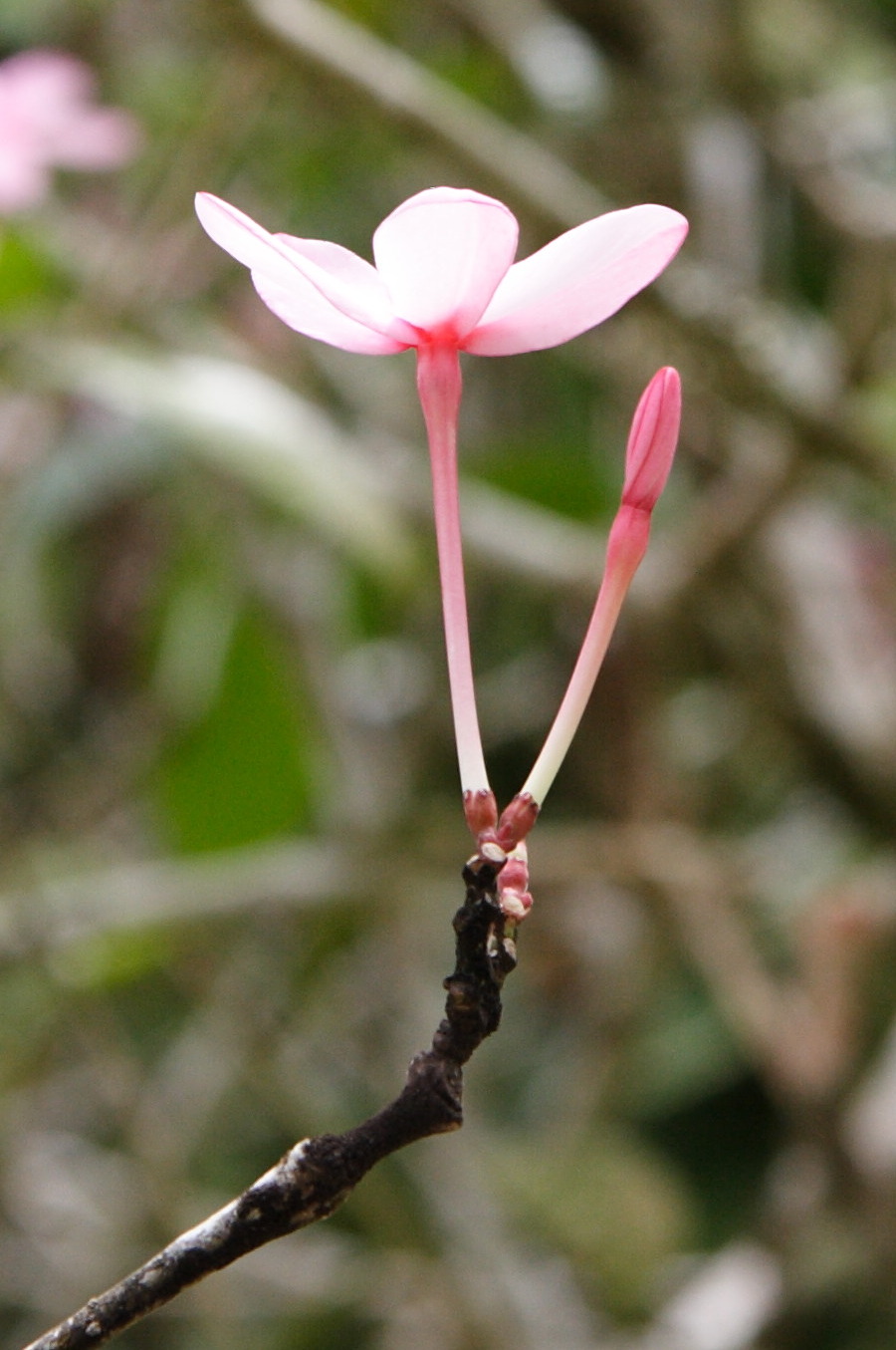 Afficher le média quisqualis_indica3md quisqualis_indica3md
