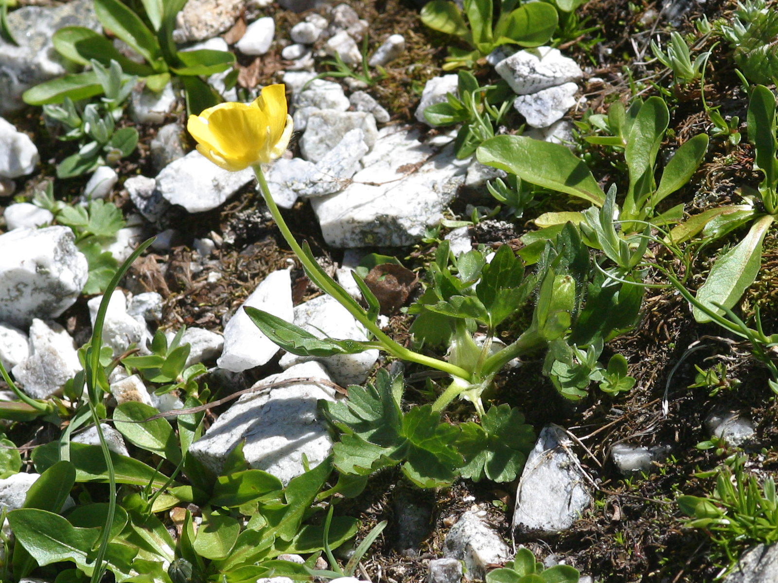 ranunculus_montanus3md