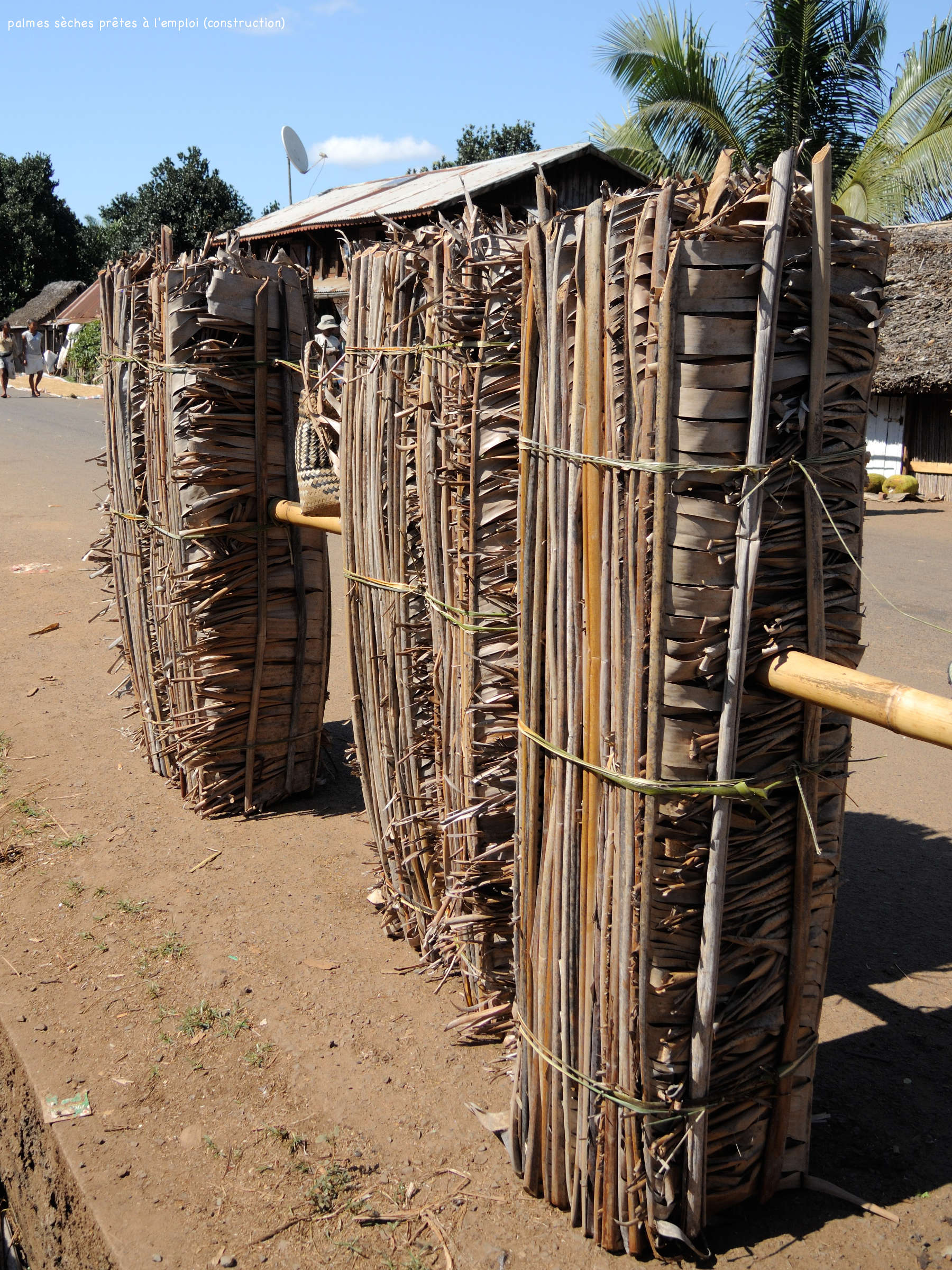 ravenala_madagascariensis8md