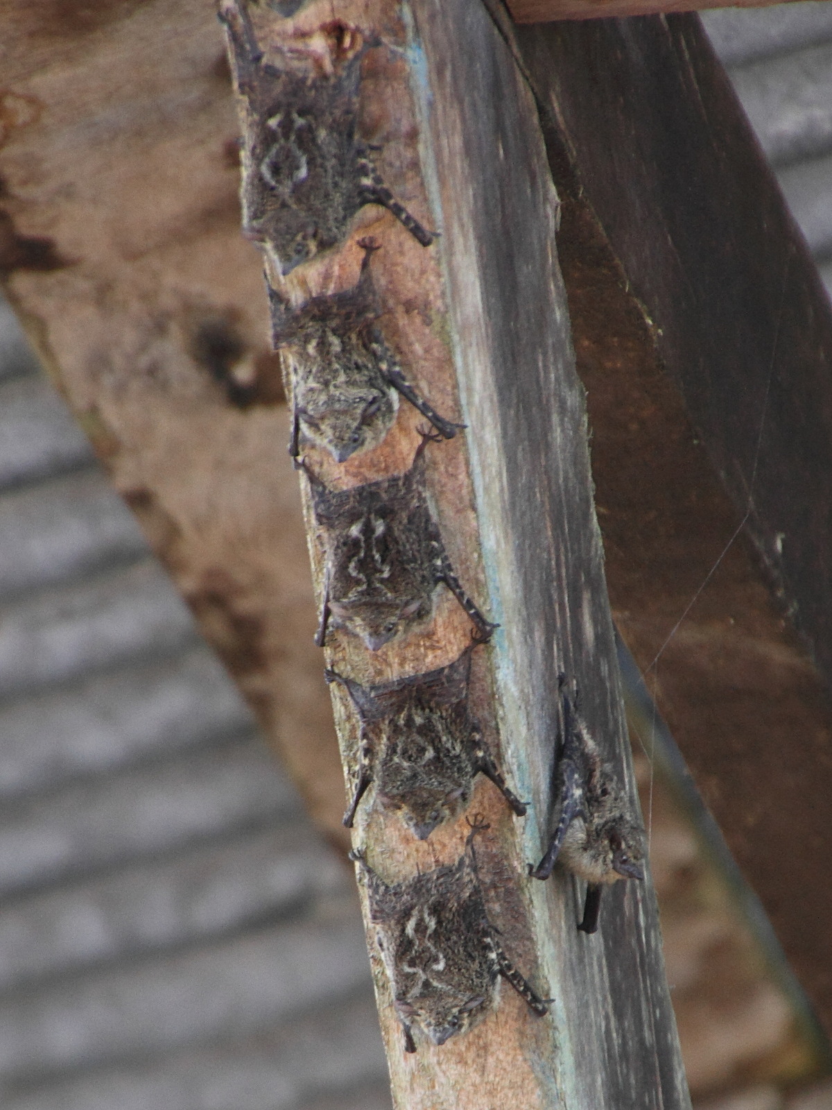 rhynchonycteris_naso4md