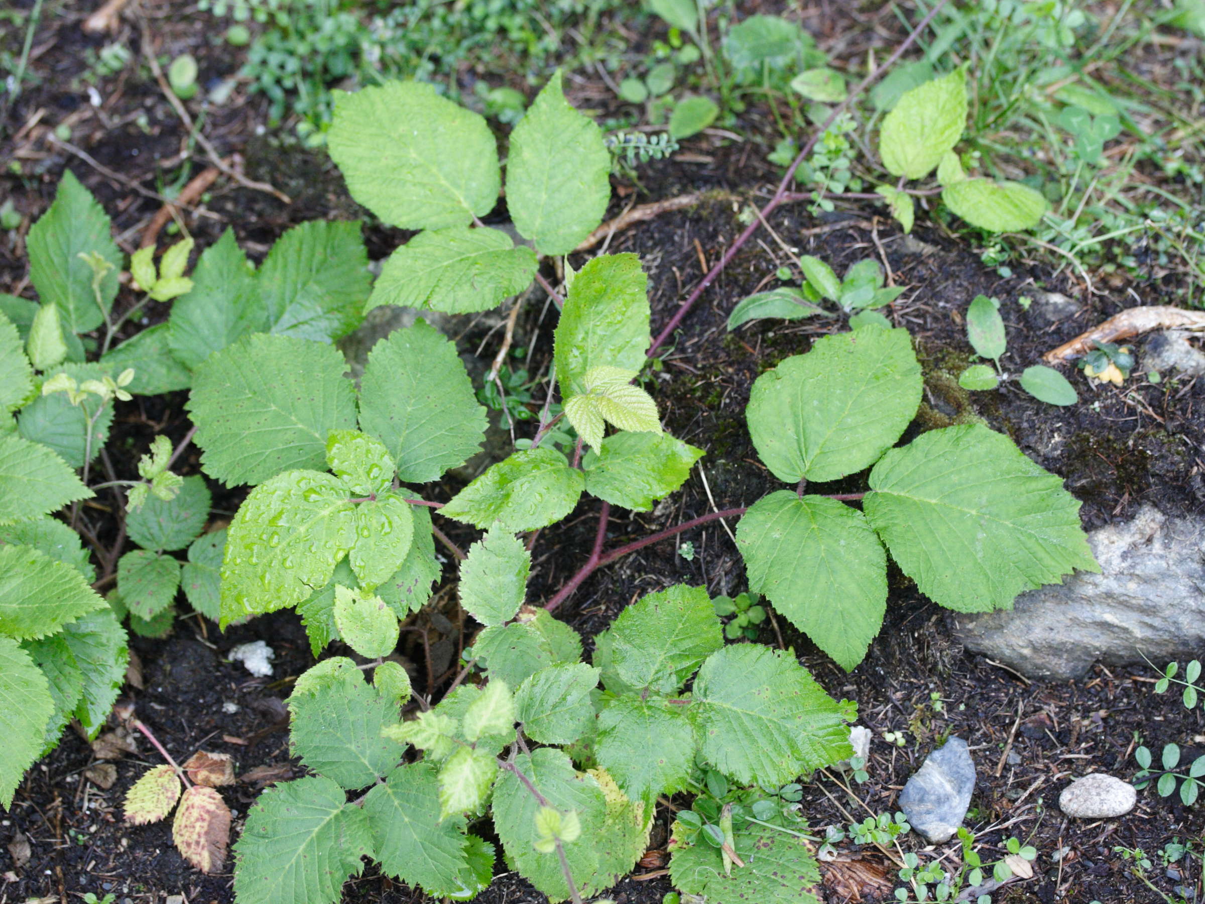 Afficher le média rubus_hirtus1md rubus_hirtus1md