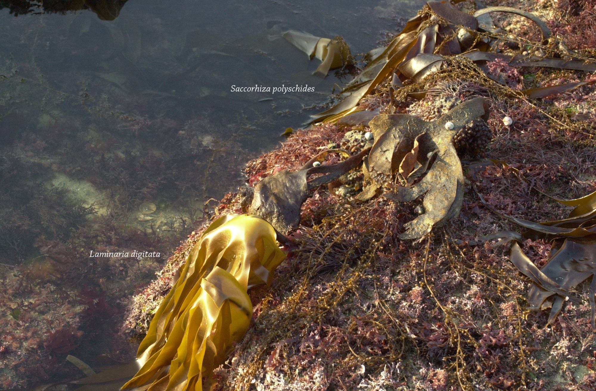 Afficher le média saccorhiza_polyschides3md saccorhiza_polyschides3md