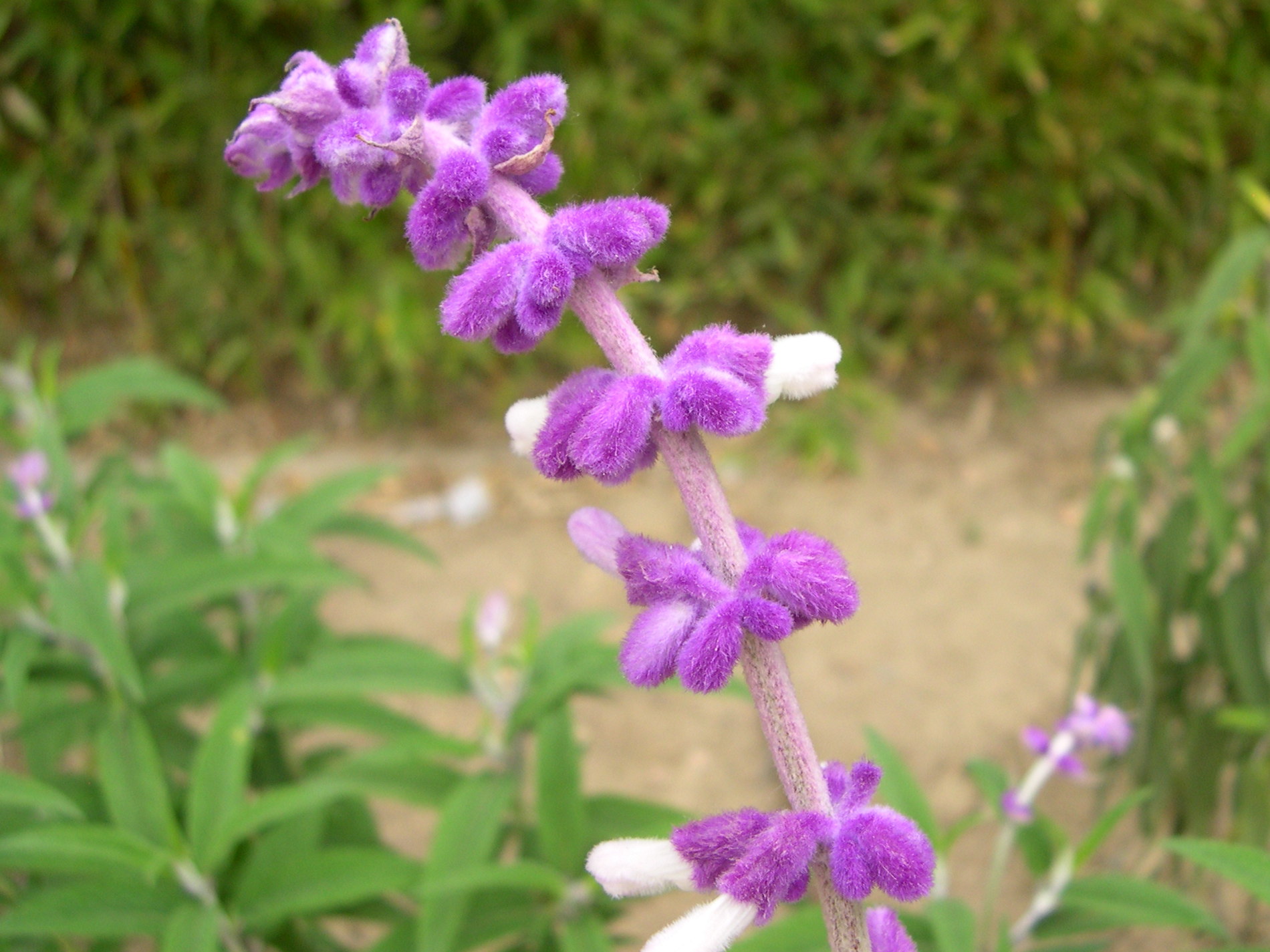 salvia_leucantha2md