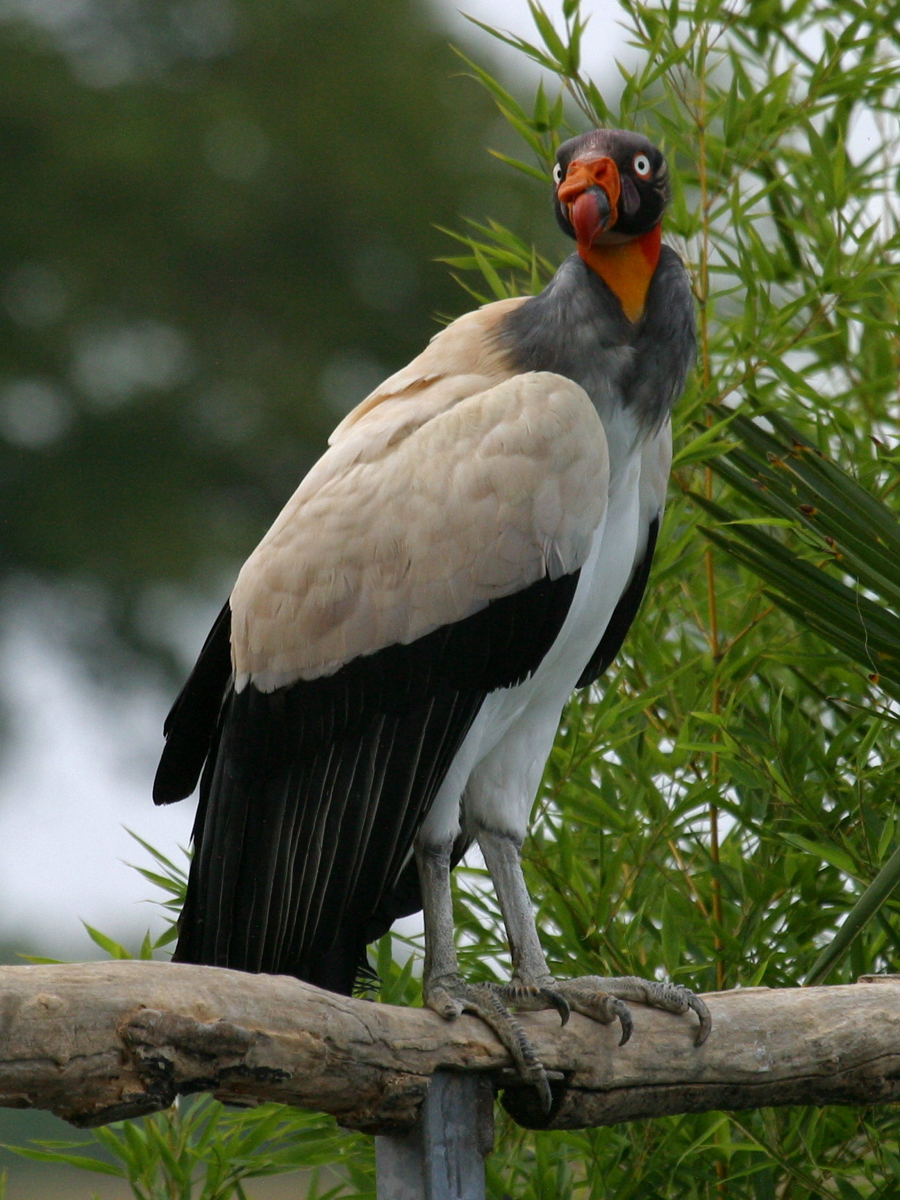 sarcoramphe_roi_-_sarcoramphus_papa2bd