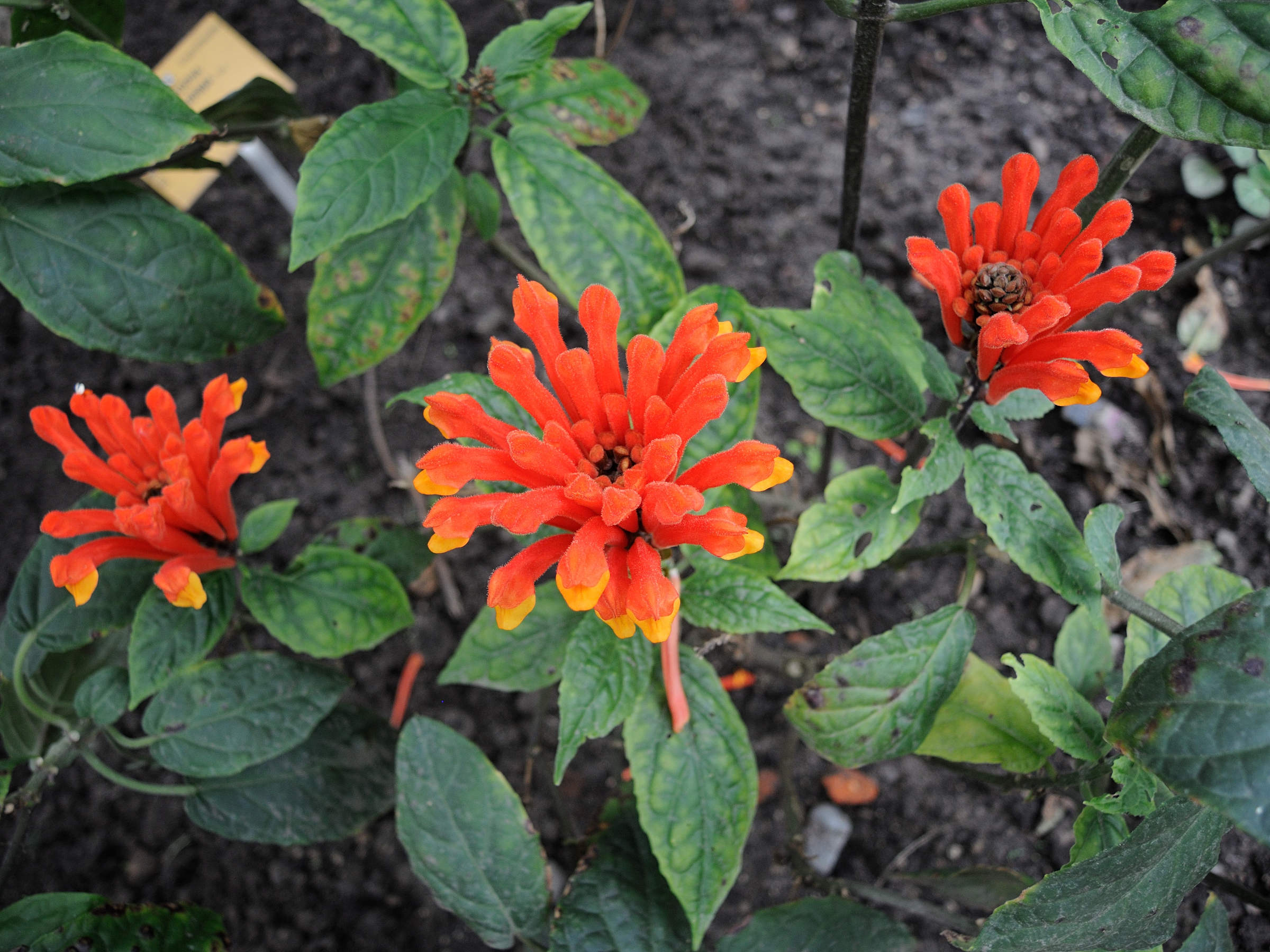 scutellaria_costaricana1md