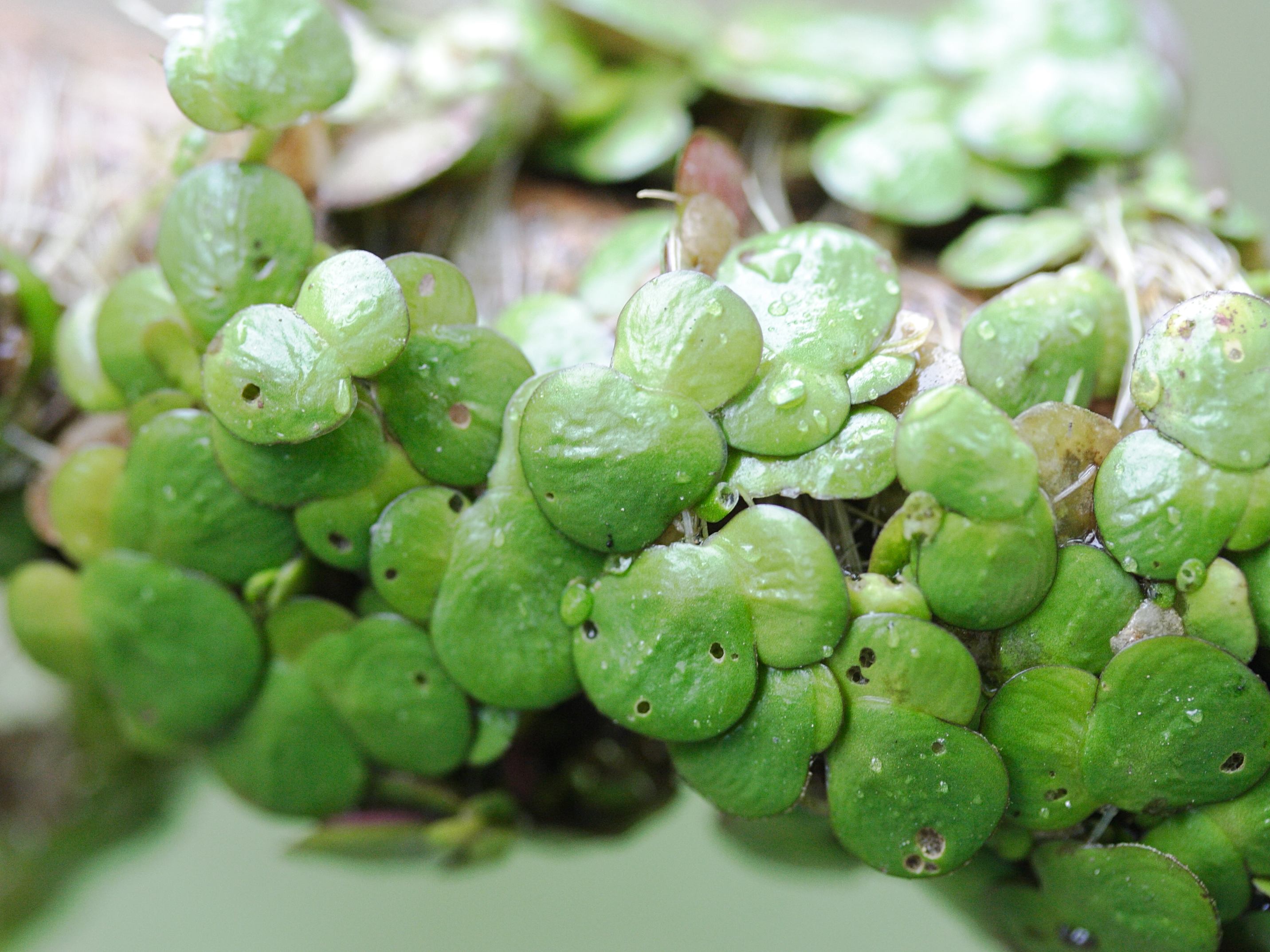 Afficher le média spirodela_polyrhiza3md spirodela_polyrhiza3md