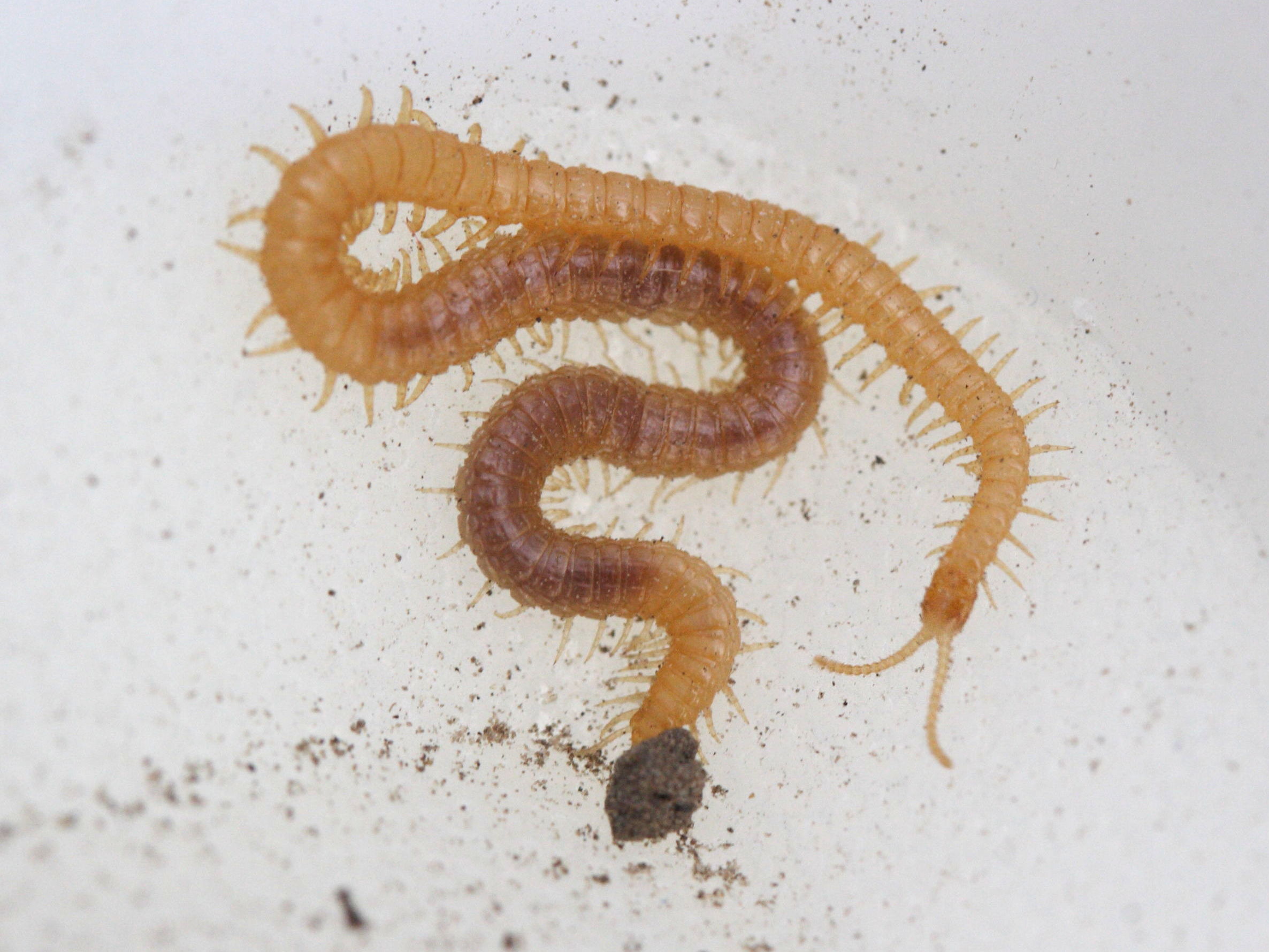 Afficher le média stigmatogaster_subterraneus3md stigmatogaster_subterraneus3md