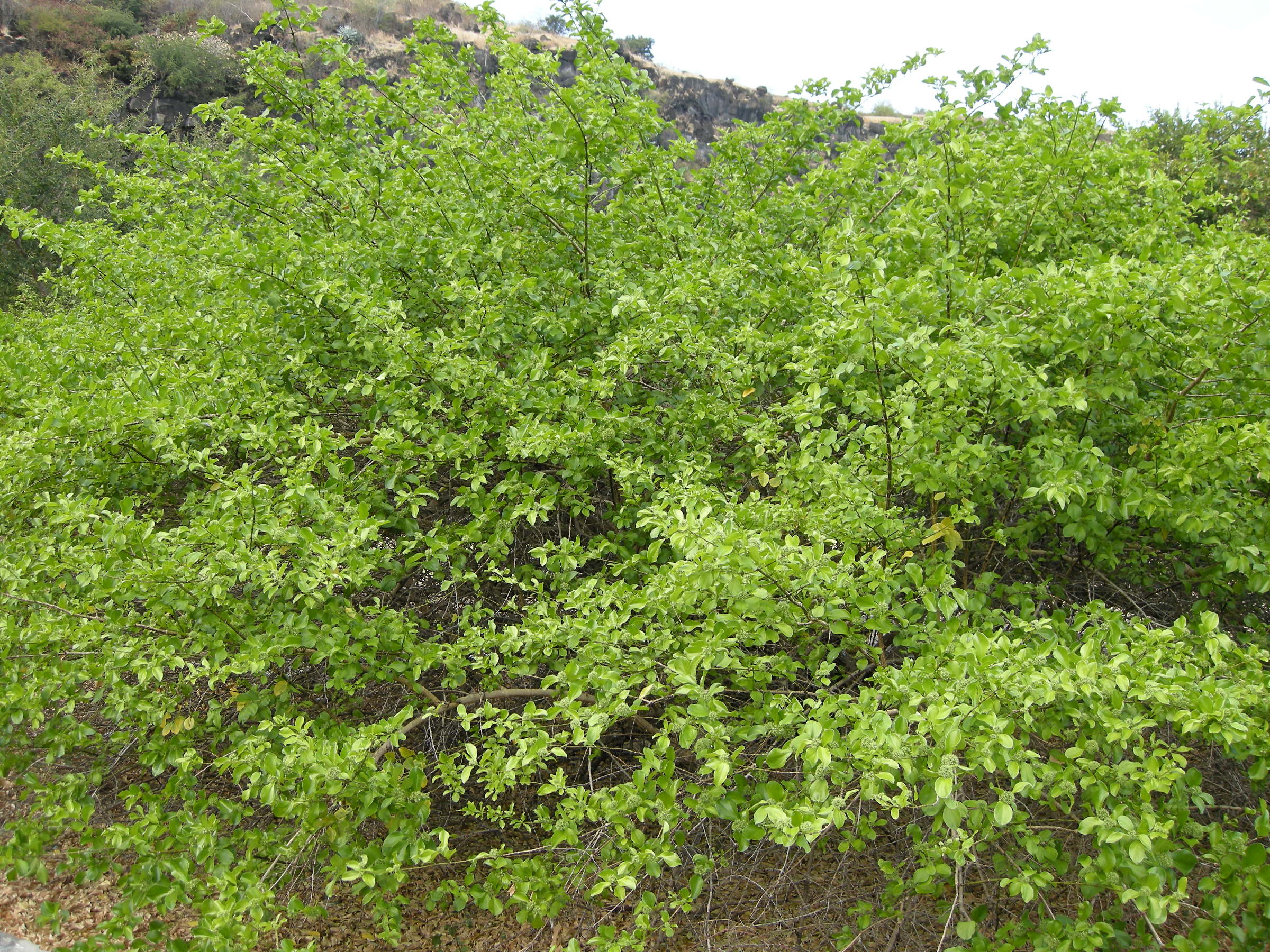 strychnos_spinosa3md