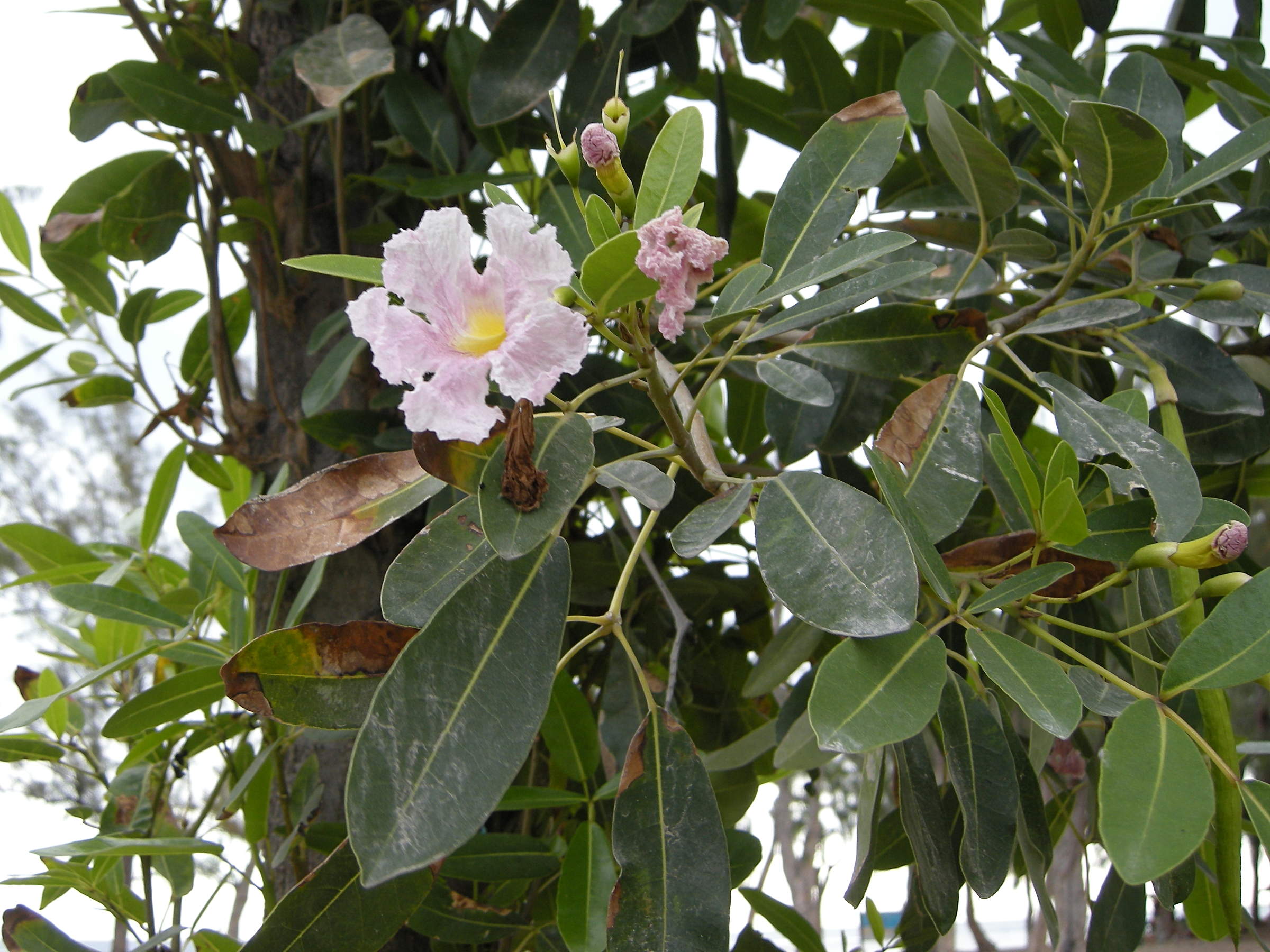 tabebuia_heterophylla3md