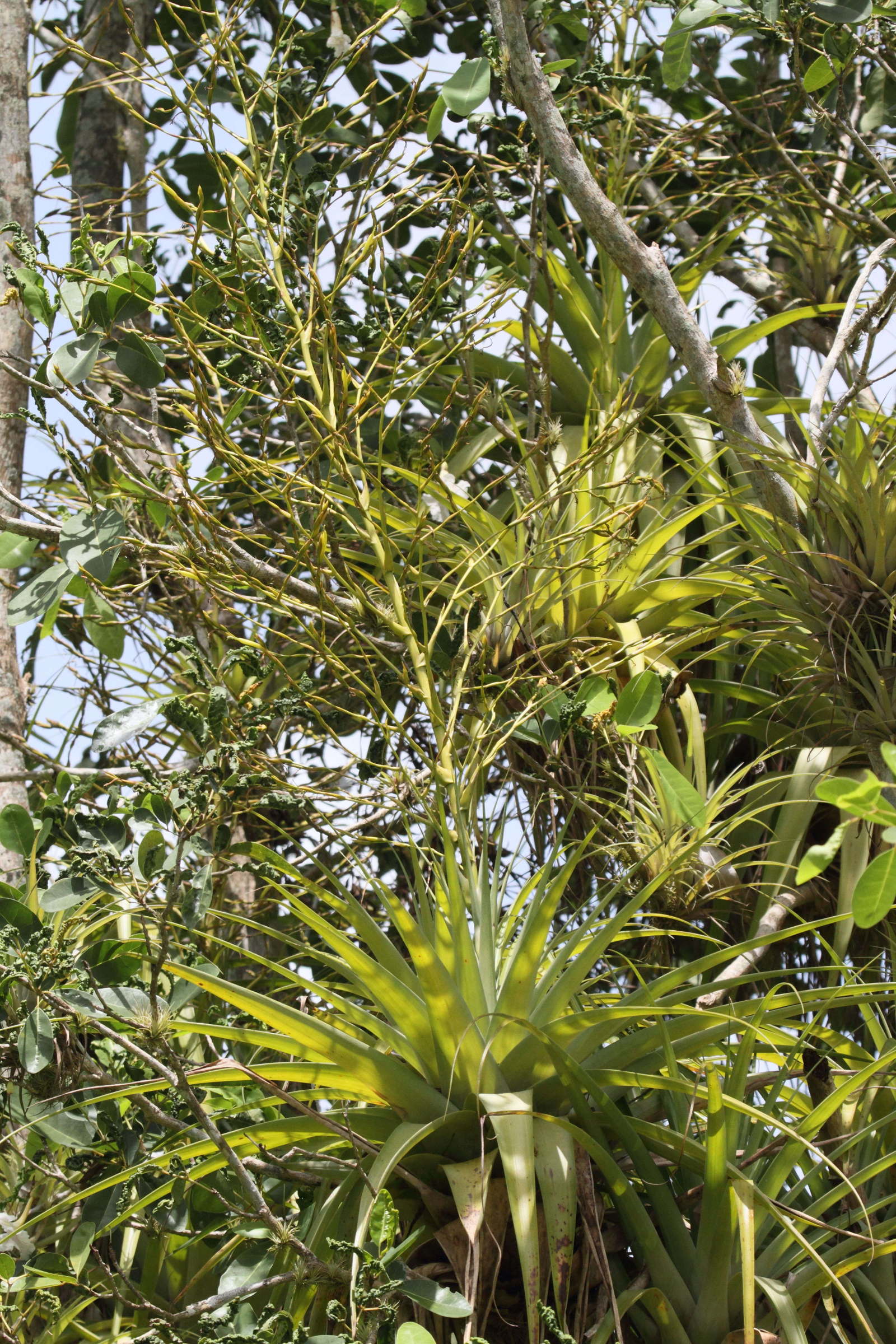 tillandsia_utriculata1bd