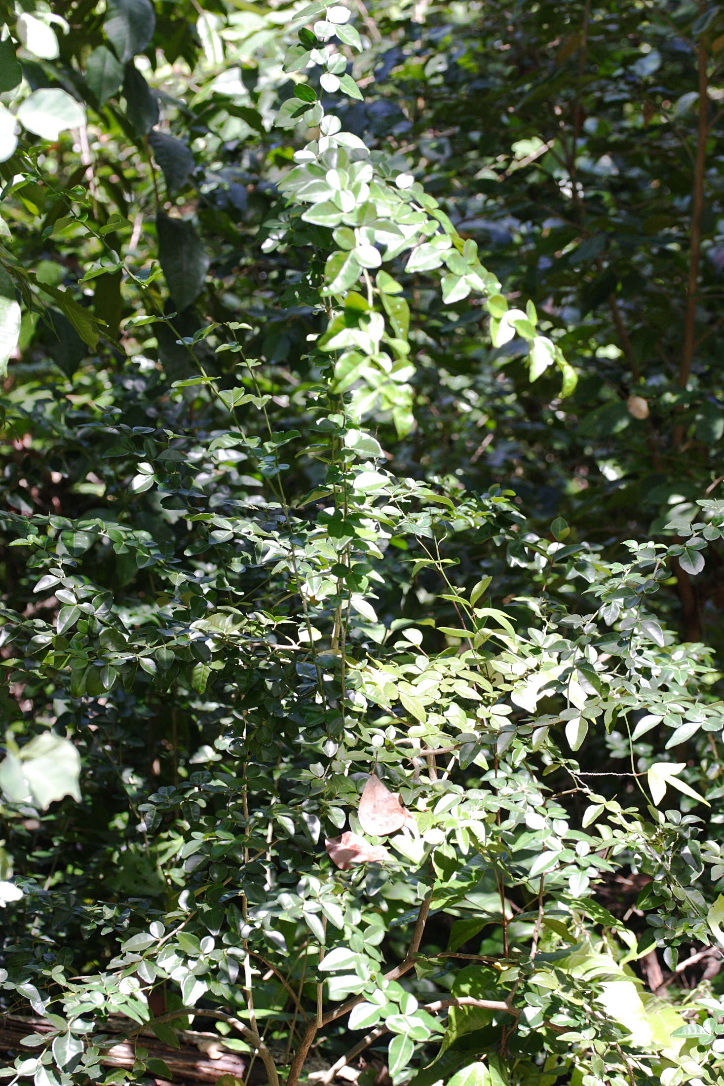 triphasia_trifolia3md