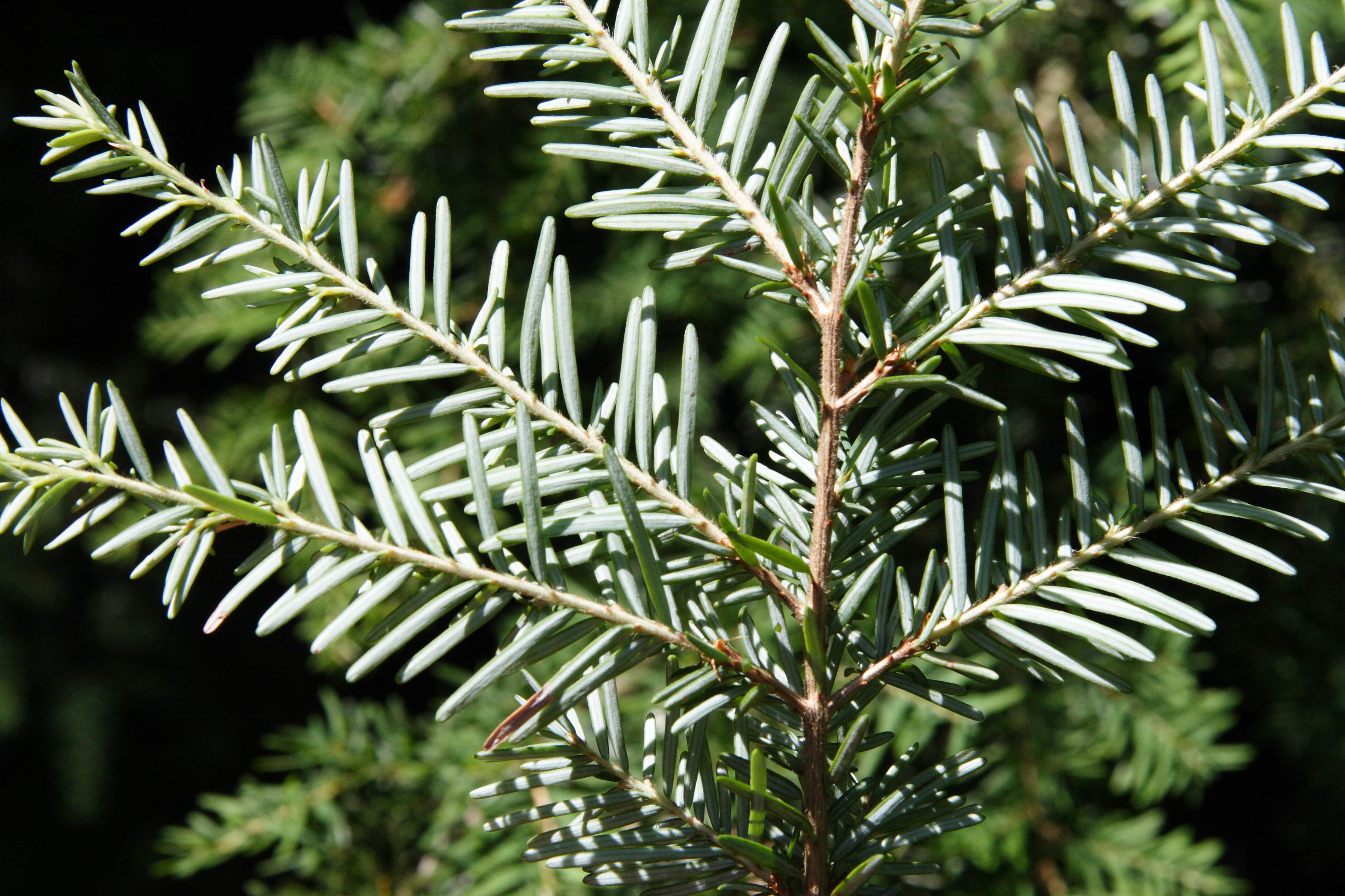 tsuga_heterophylla4md