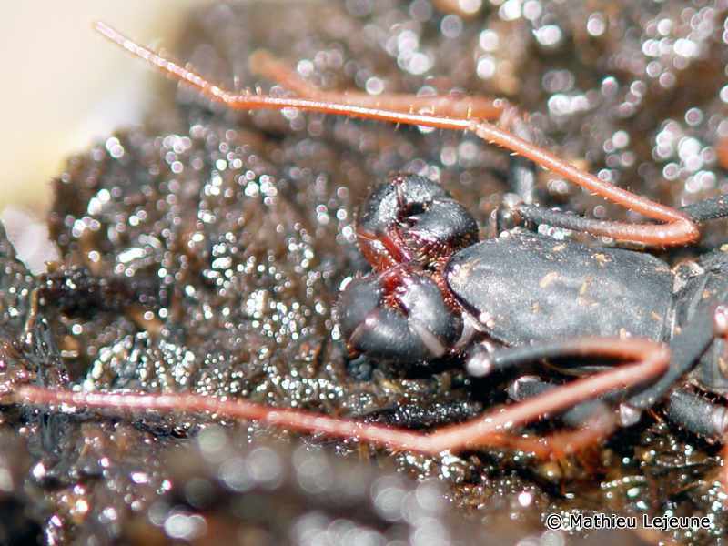 typopeltis_guangxiensis2ml