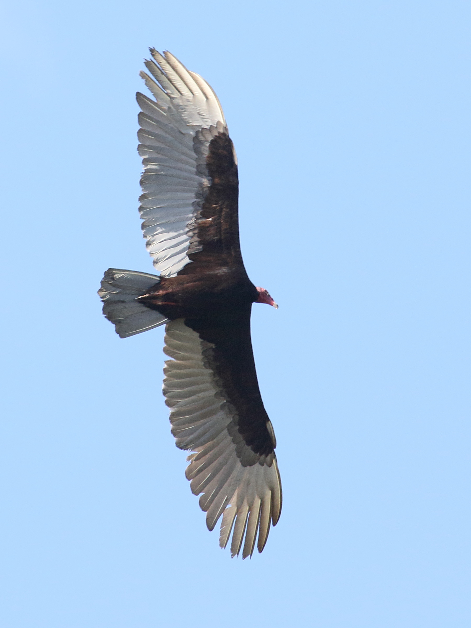 Afficher le média urubu_a_tete_rouge_-_cathartes_aura5bd urubu_a_tete_rouge_-_cathartes_aura5bd