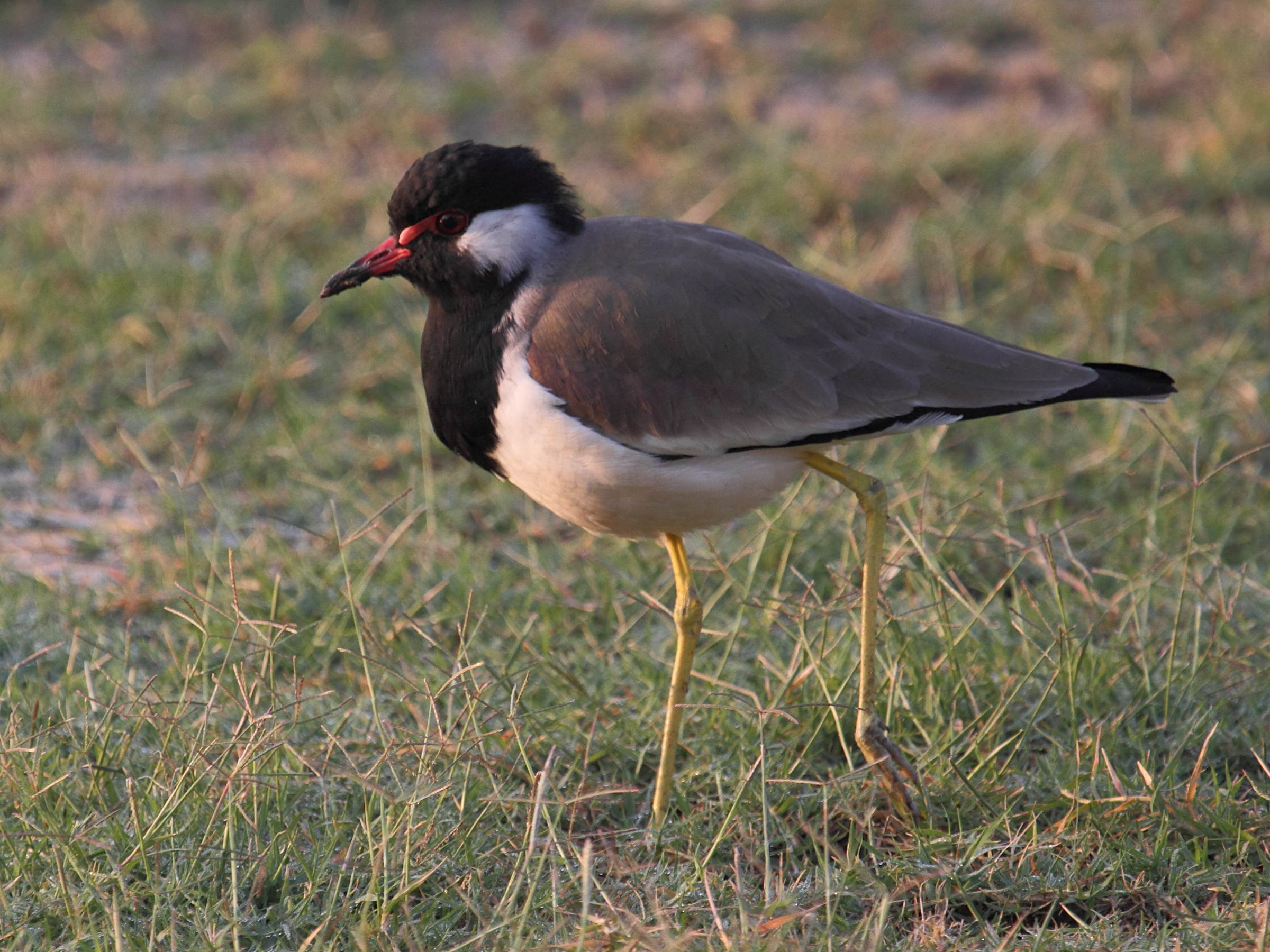 vanneau_indien_-_vanellus_indicus2bd