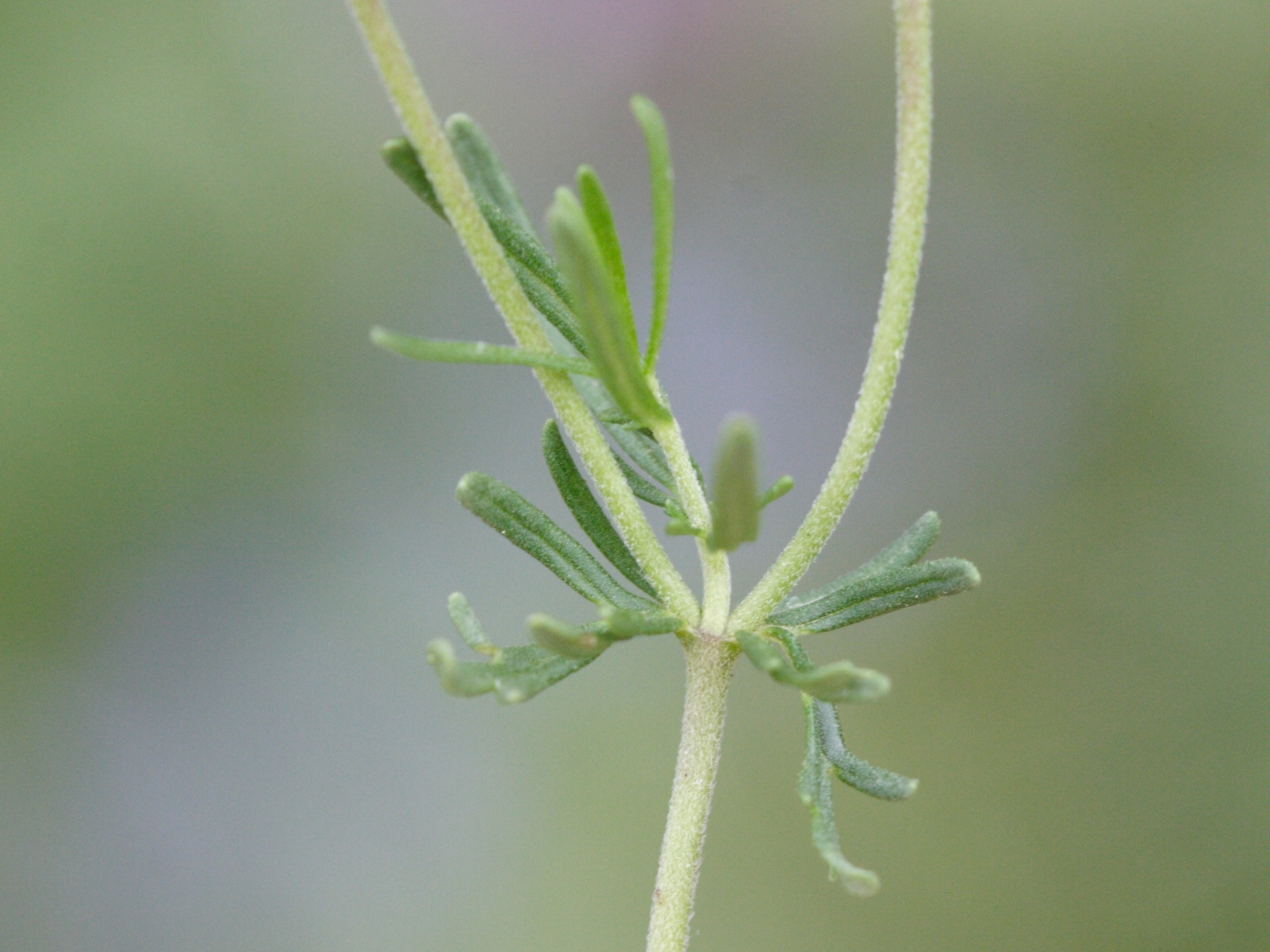 veronica_austriaca_jacquini6md