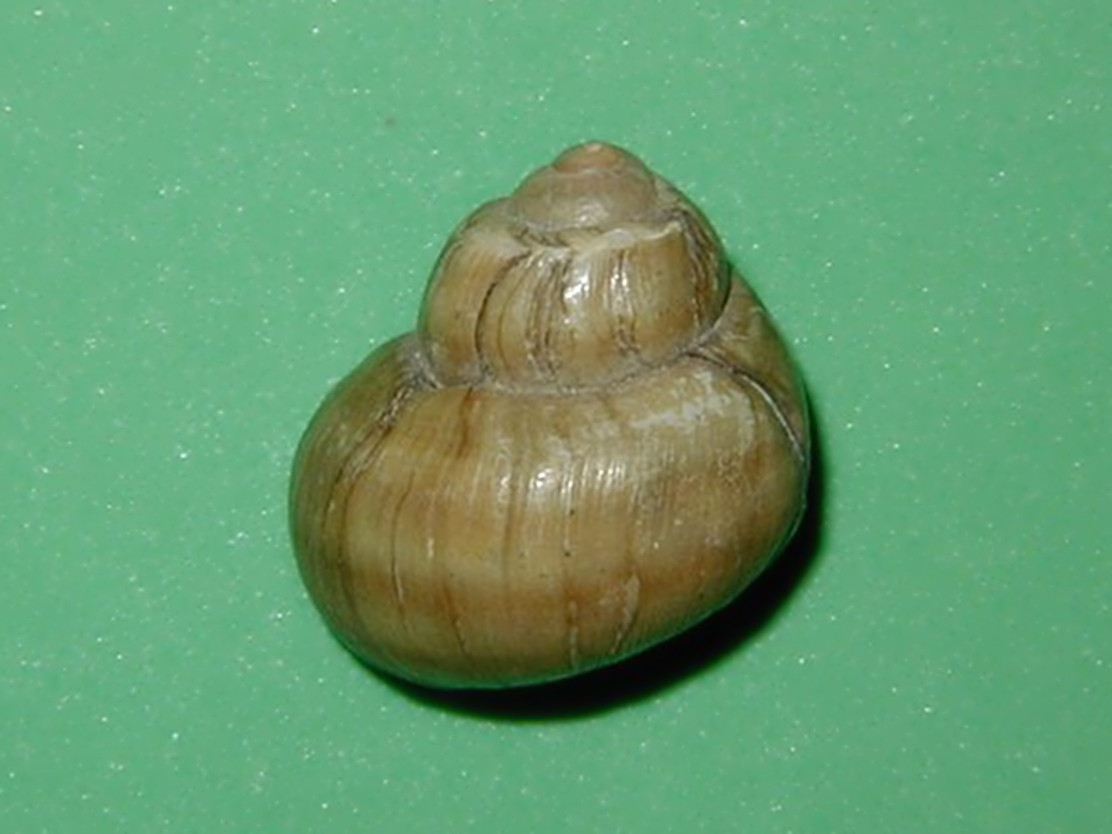 Afficher le média viviparus_viviparus1md viviparus_viviparus1md