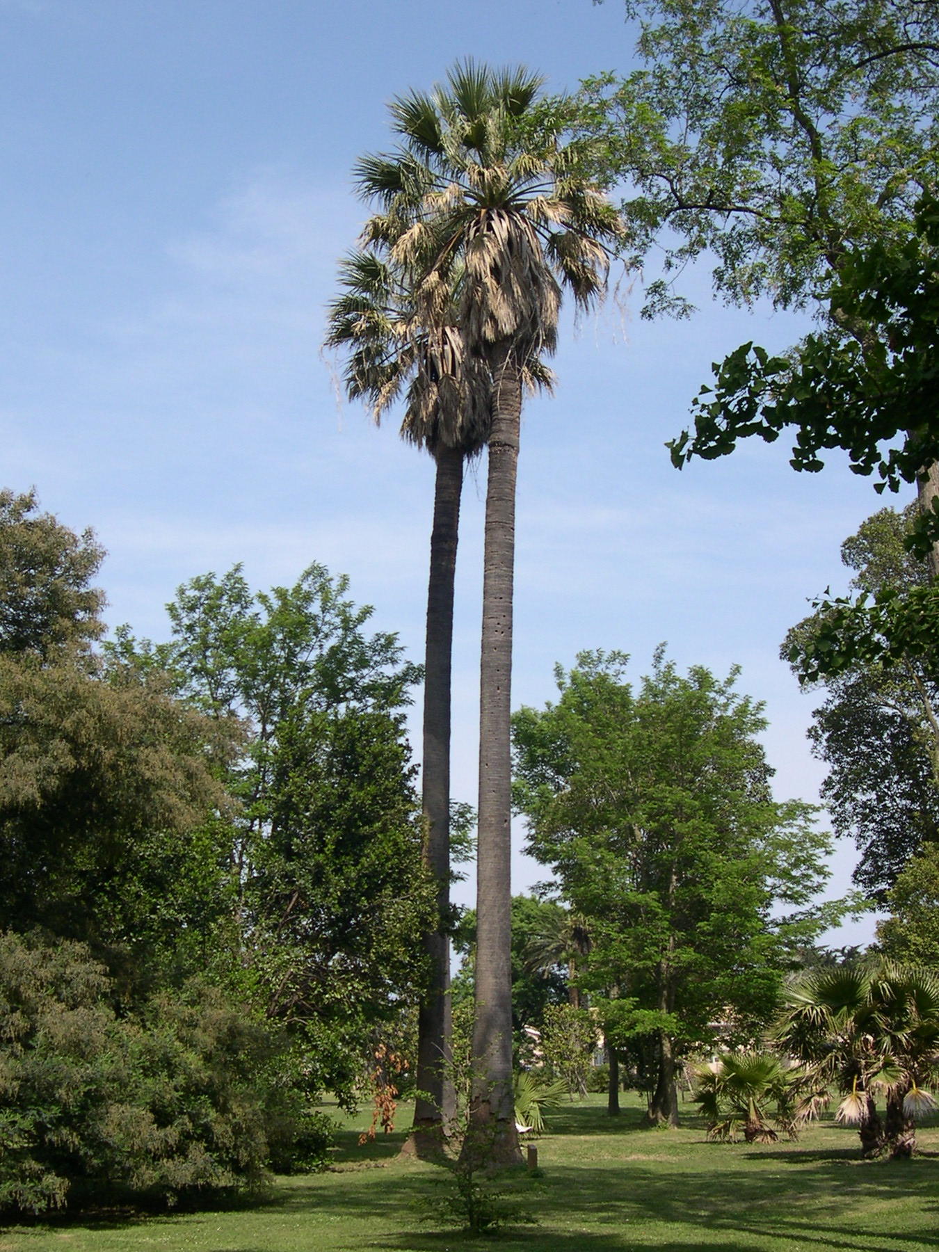 washingtonia_filifera1bmd