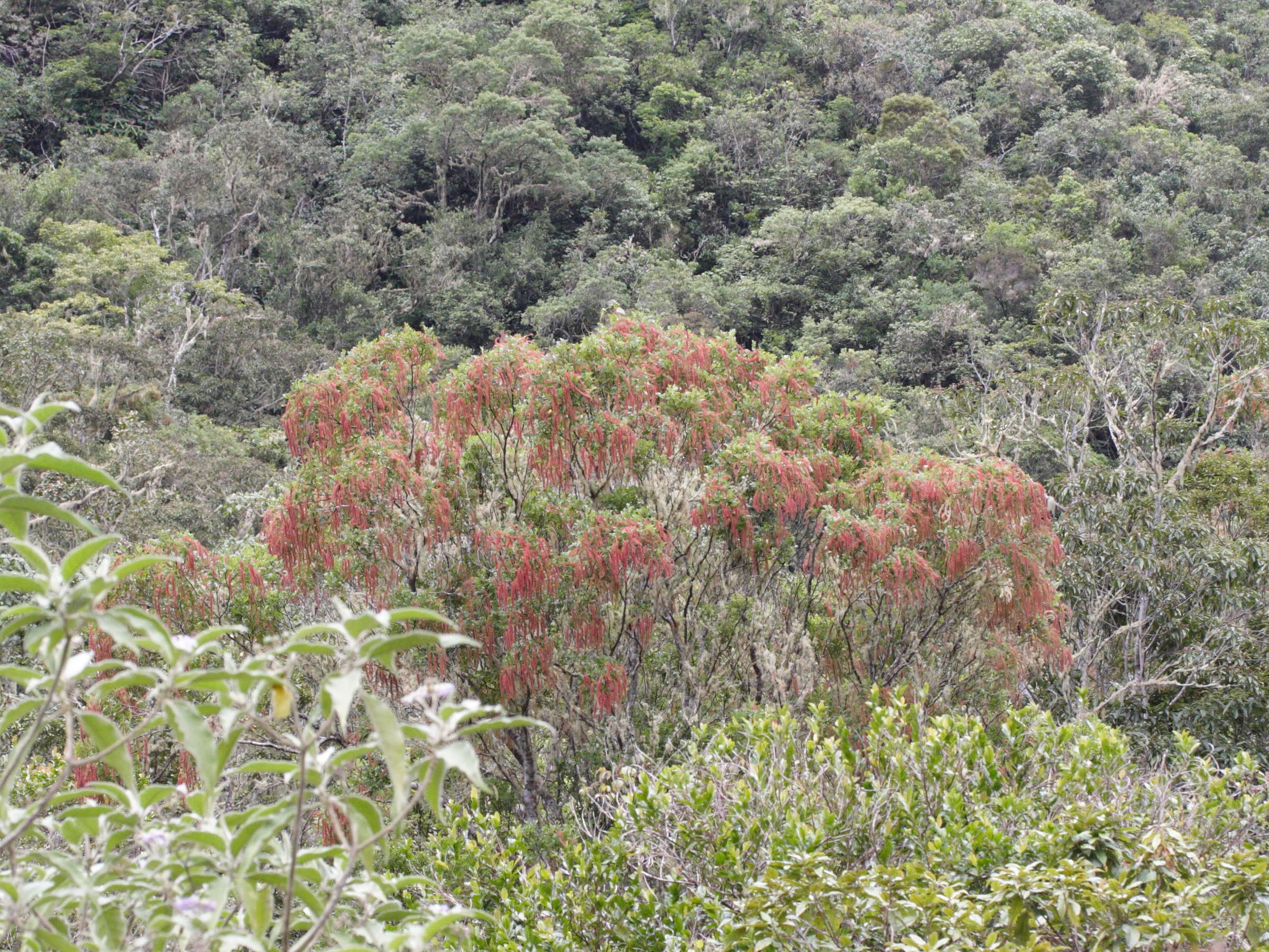 weinmannia_tinctoria1md