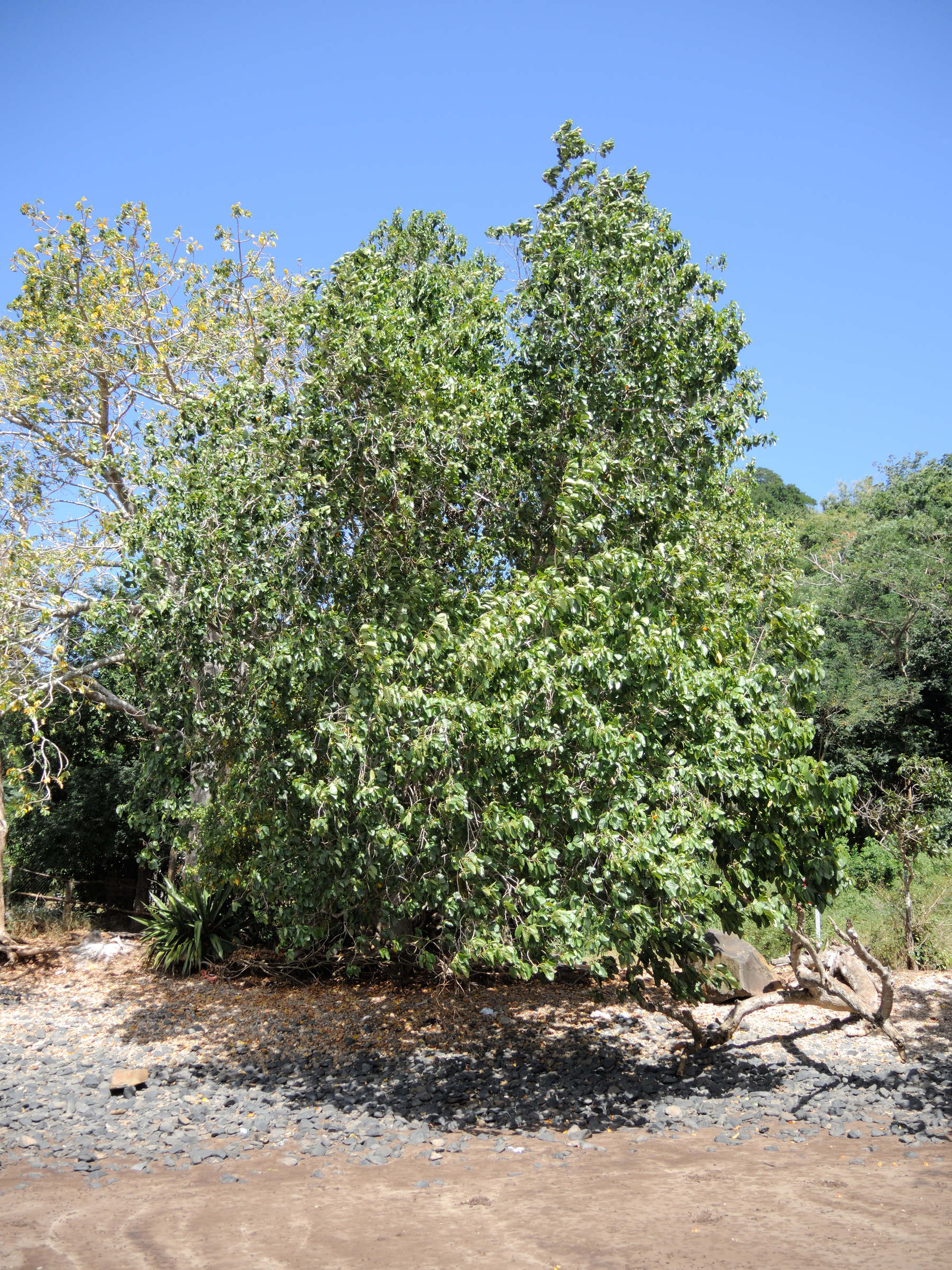 Afficher le média xylocarpus_moluccensis1md xylocarpus_moluccensis1md