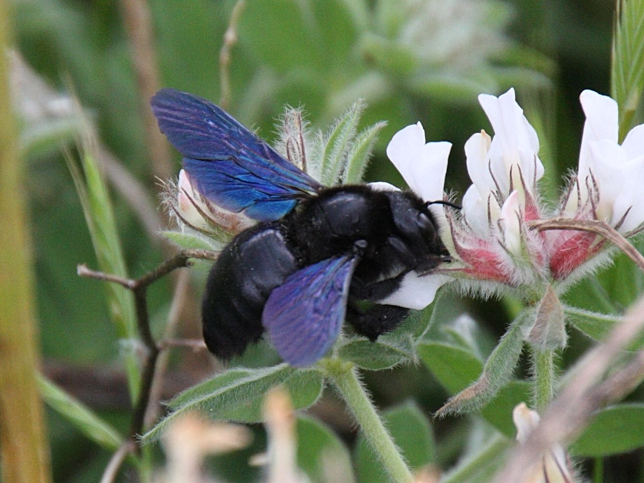 xylocopa_violacea5bd