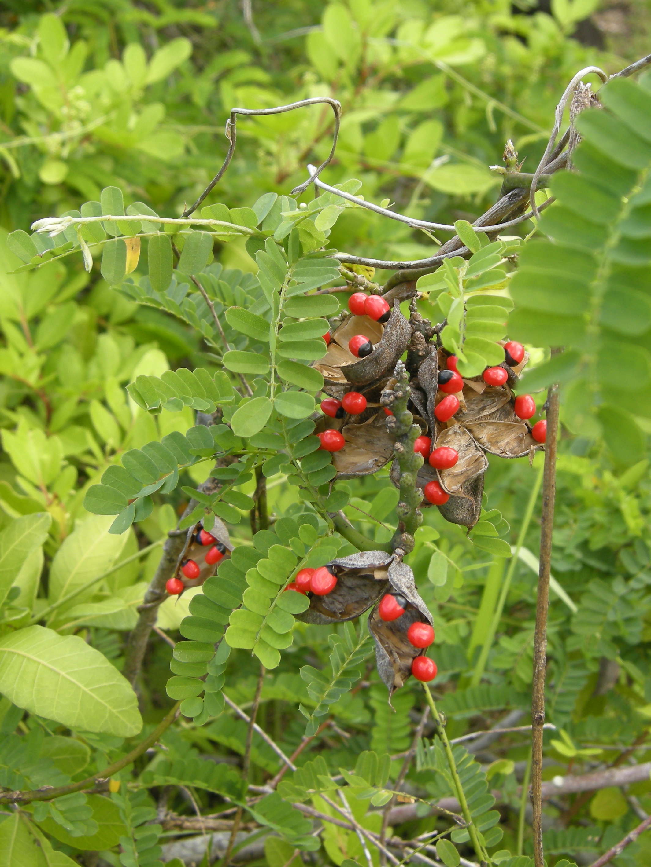 abrus_precatorius1md