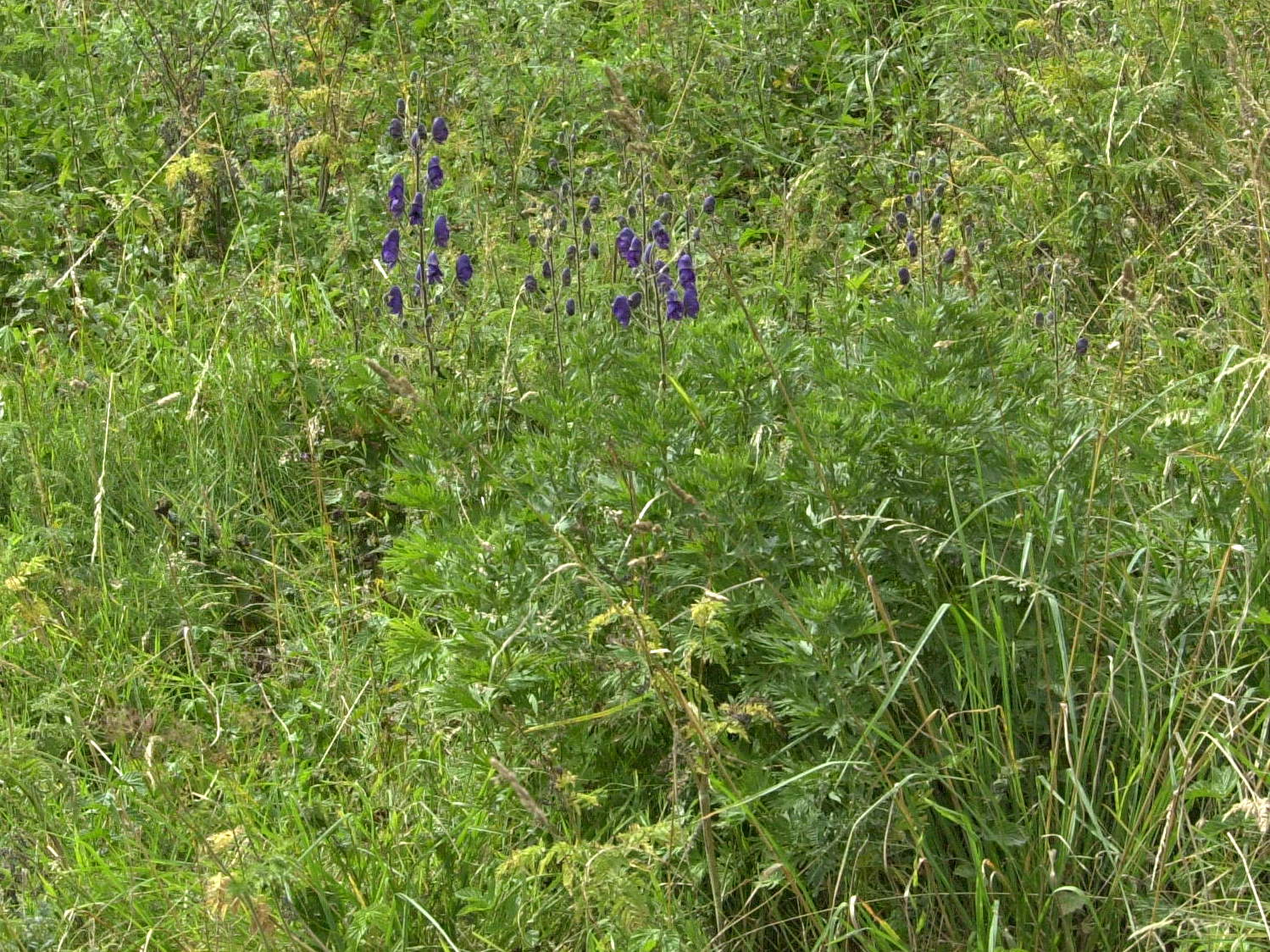 Afficher le média aconitum_napellus5md aconitum_napellus5md
