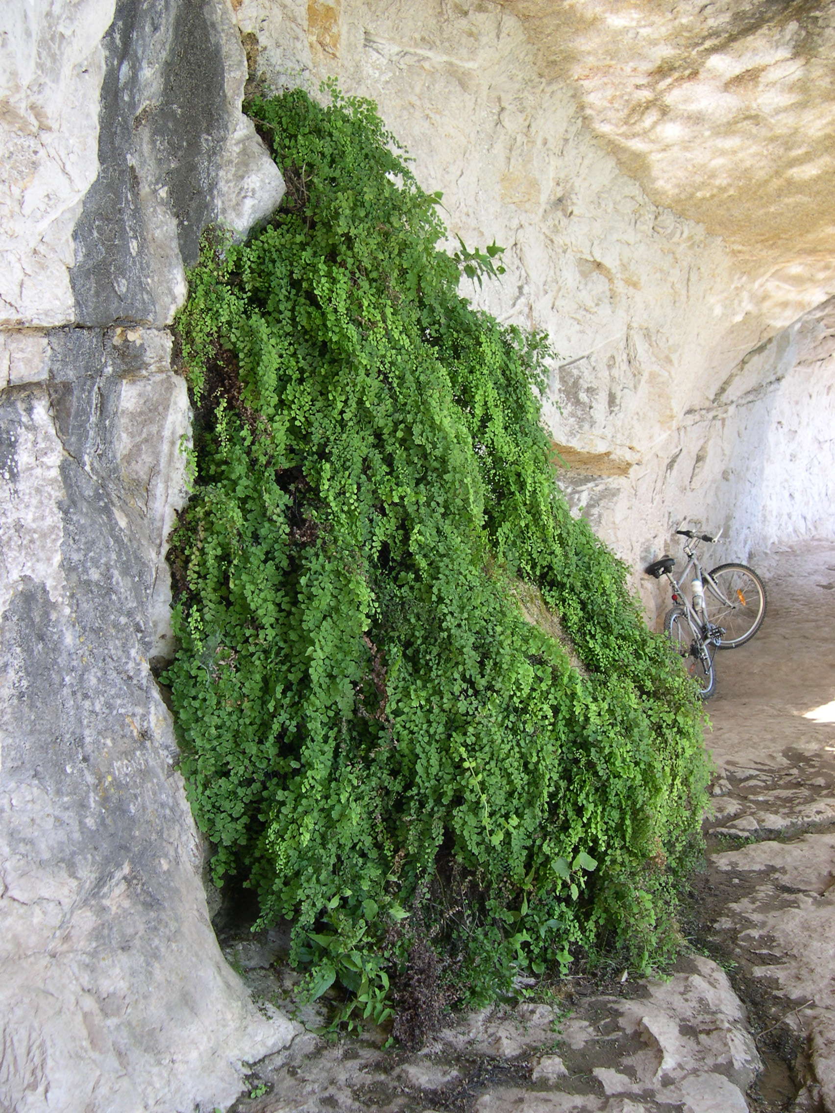 Afficher le média adiantum_capillus-veneris3md adiantum_capillus-veneris3md