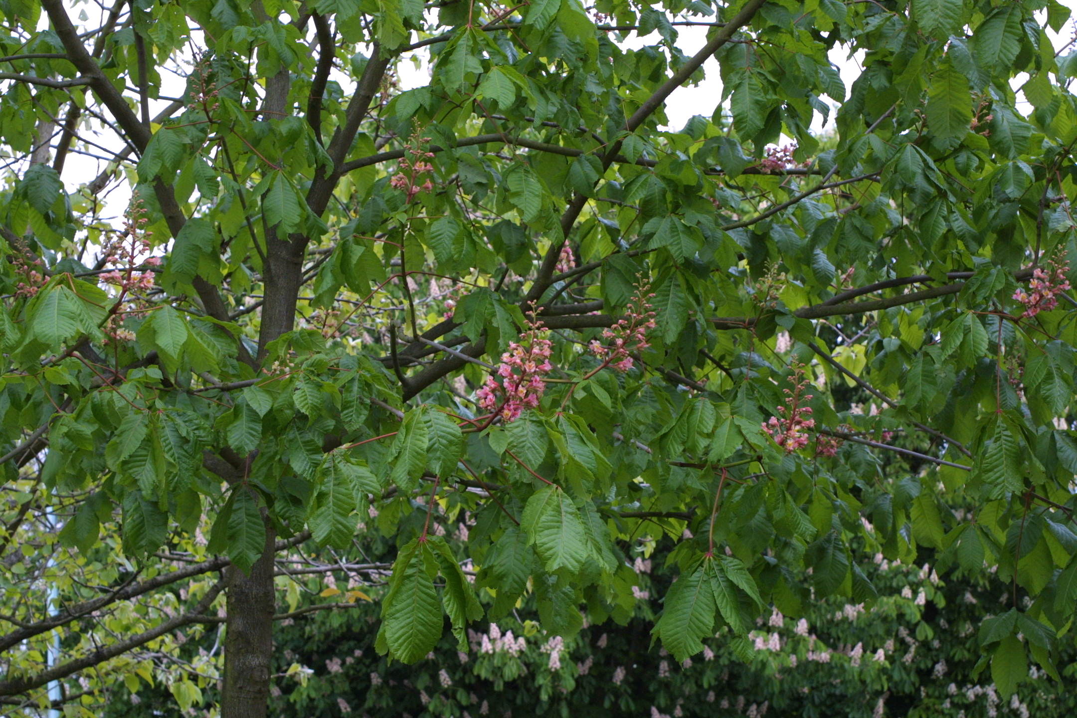 Afficher le média aesculus_x_carnea1md aesculus_x_carnea1md