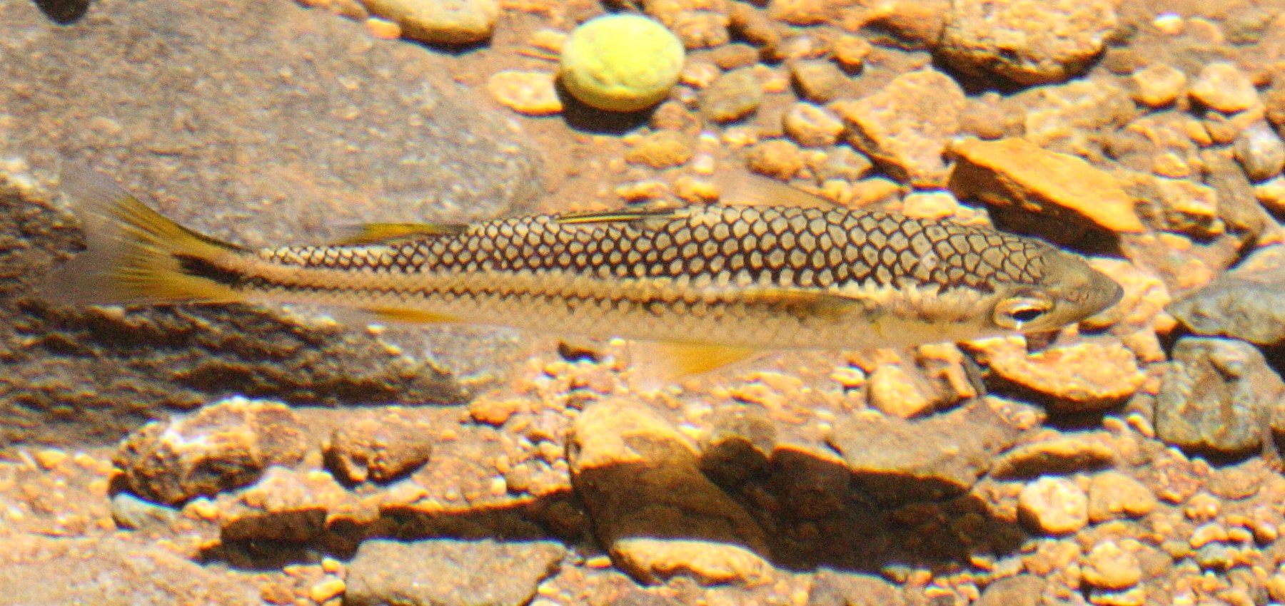 aganostomus_monticola1bd