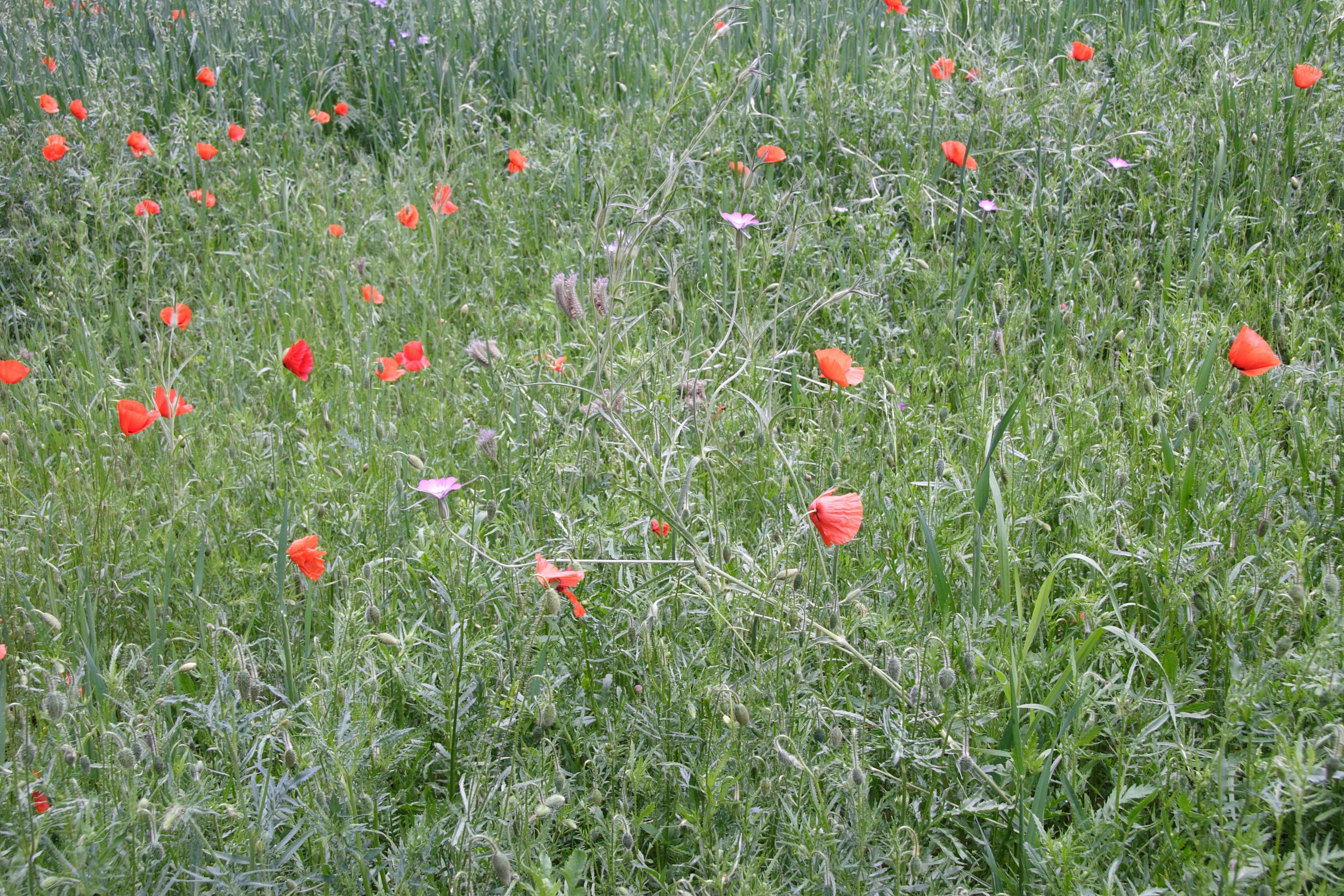 Afficher le média agrostemma_githago2md agrostemma_githago2md