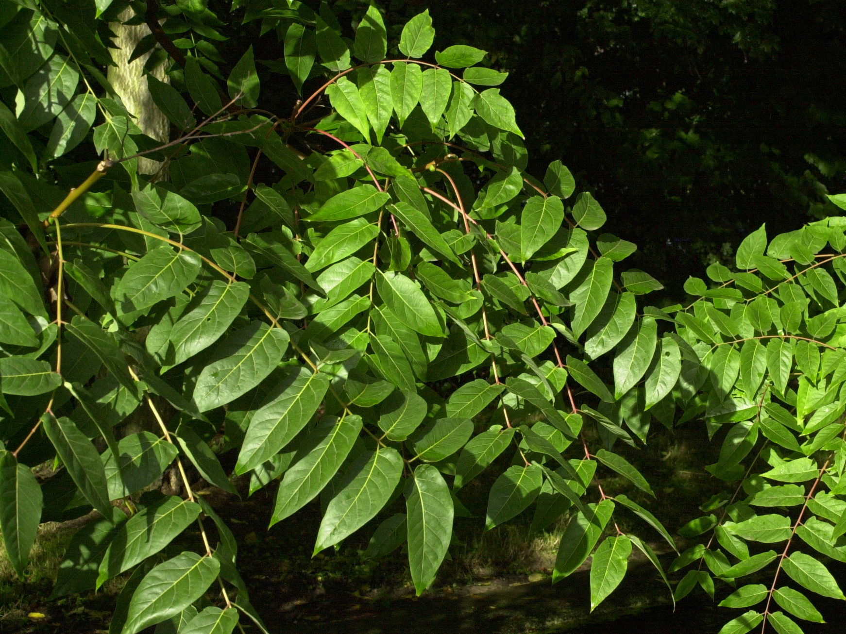 Afficher le média ailanthus_altissima2md ailanthus_altissima2md