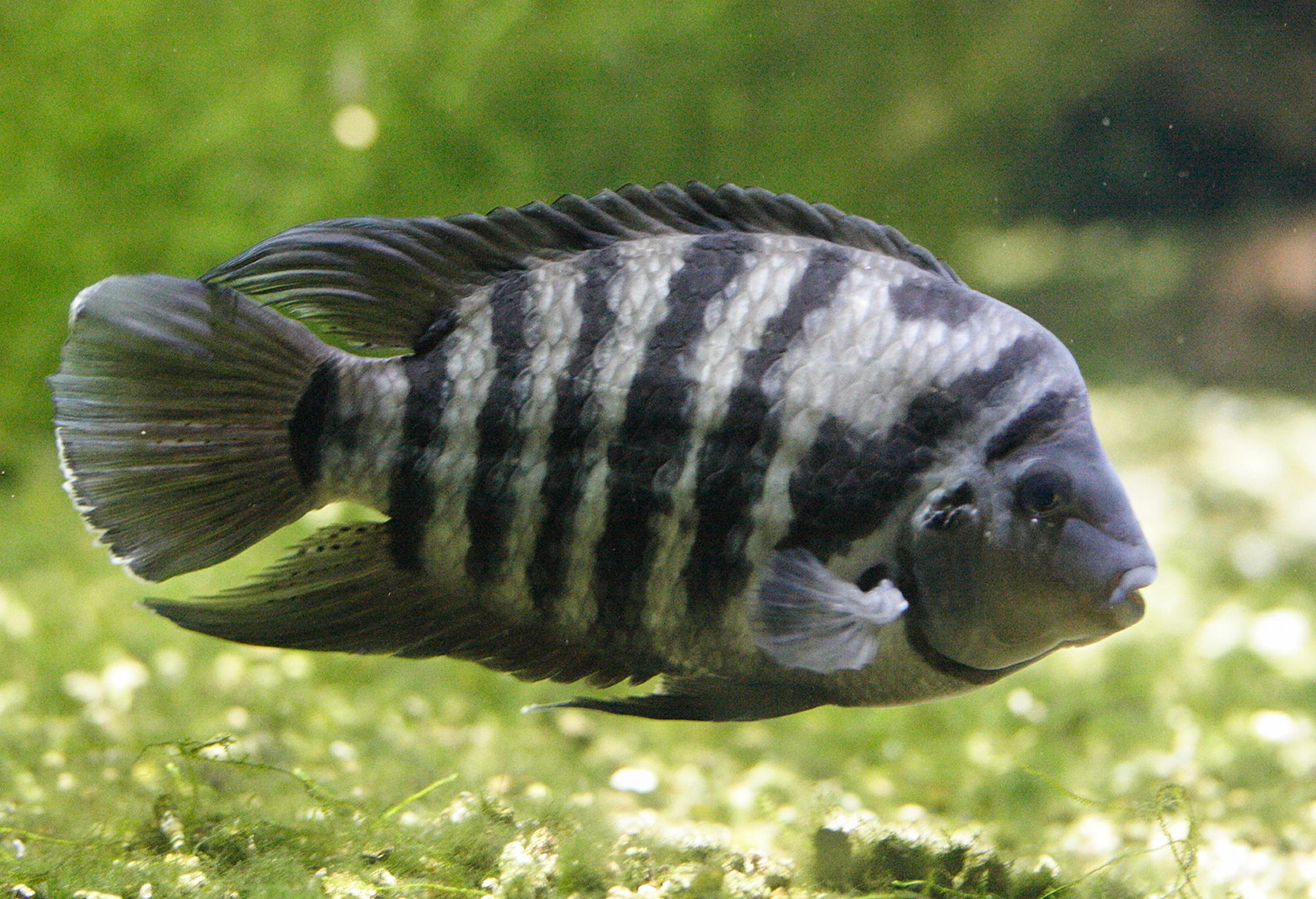 Amatitlamia_nigrofasciata