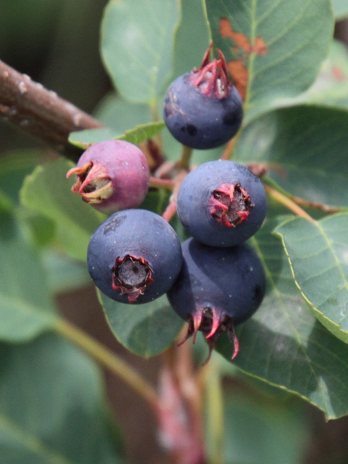 Afficher le média amelanchier_ovalis4md amelanchier_ovalis4md