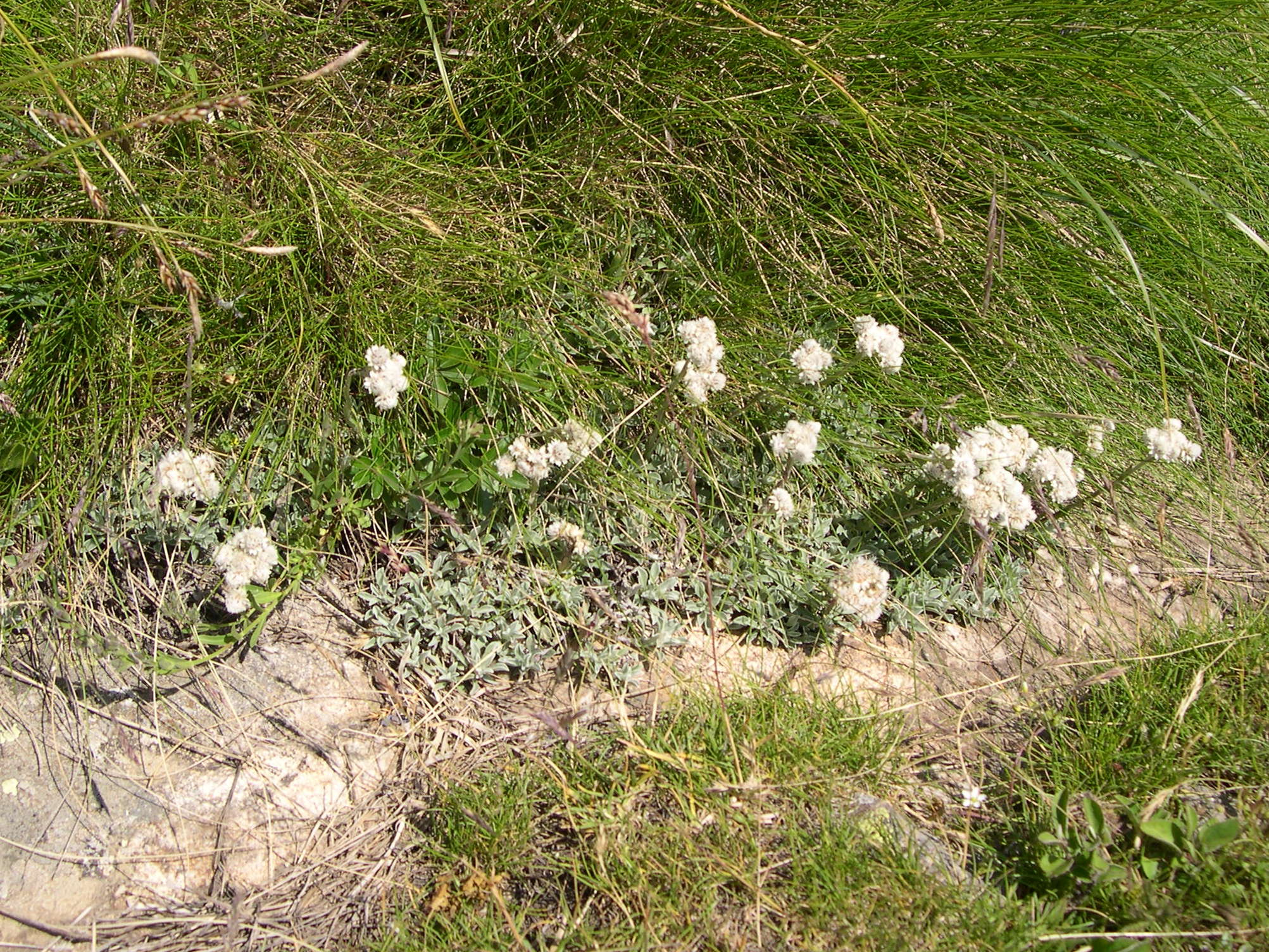 Afficher le média antennaria_dioica2md antennaria_dioica2md