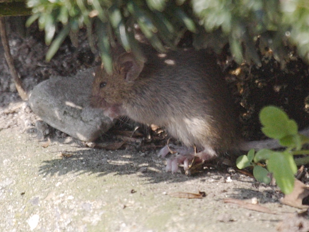 apodemus_sylvaticus2md