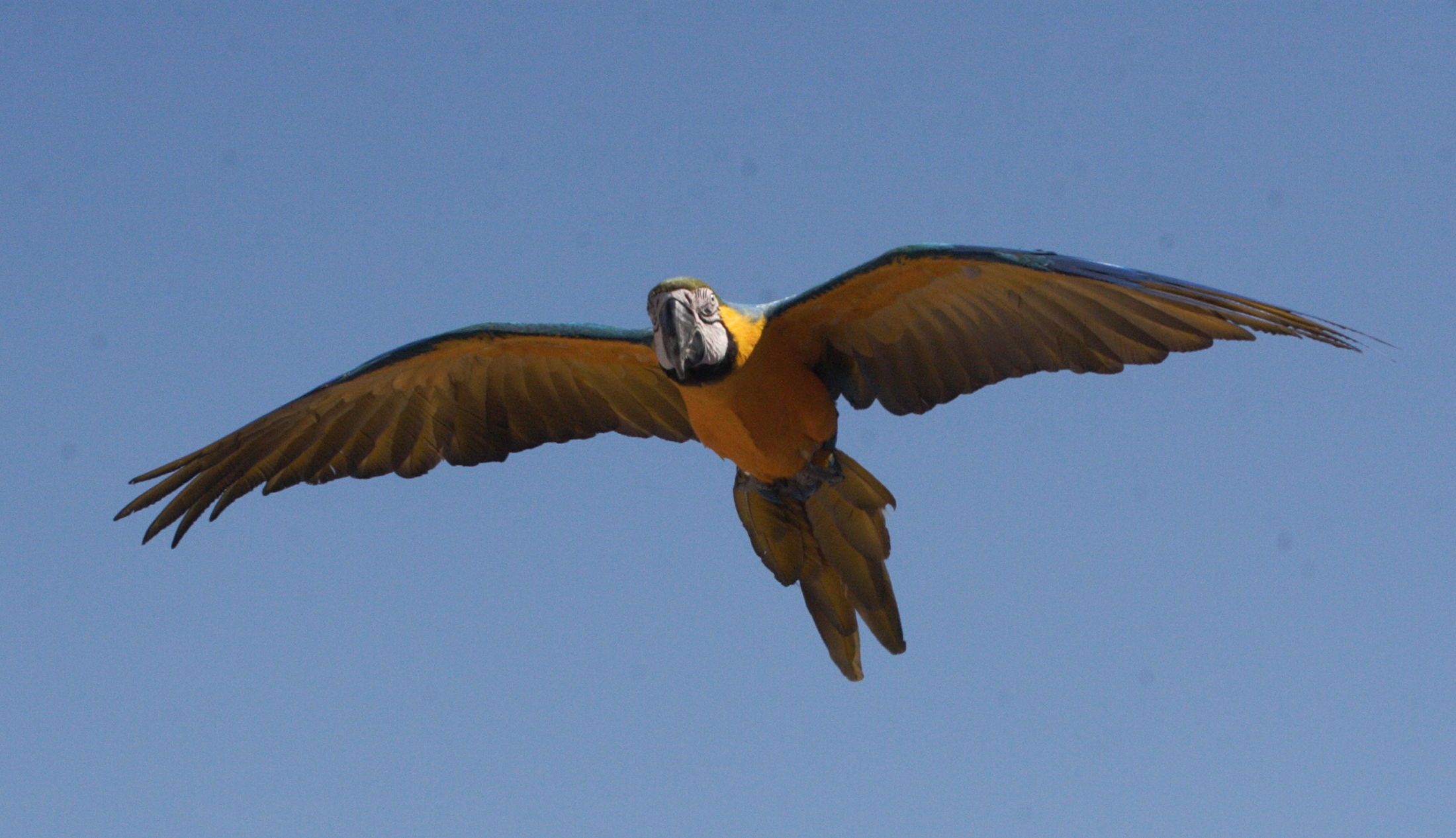 ara_bleu_-_ara_ararauna3md