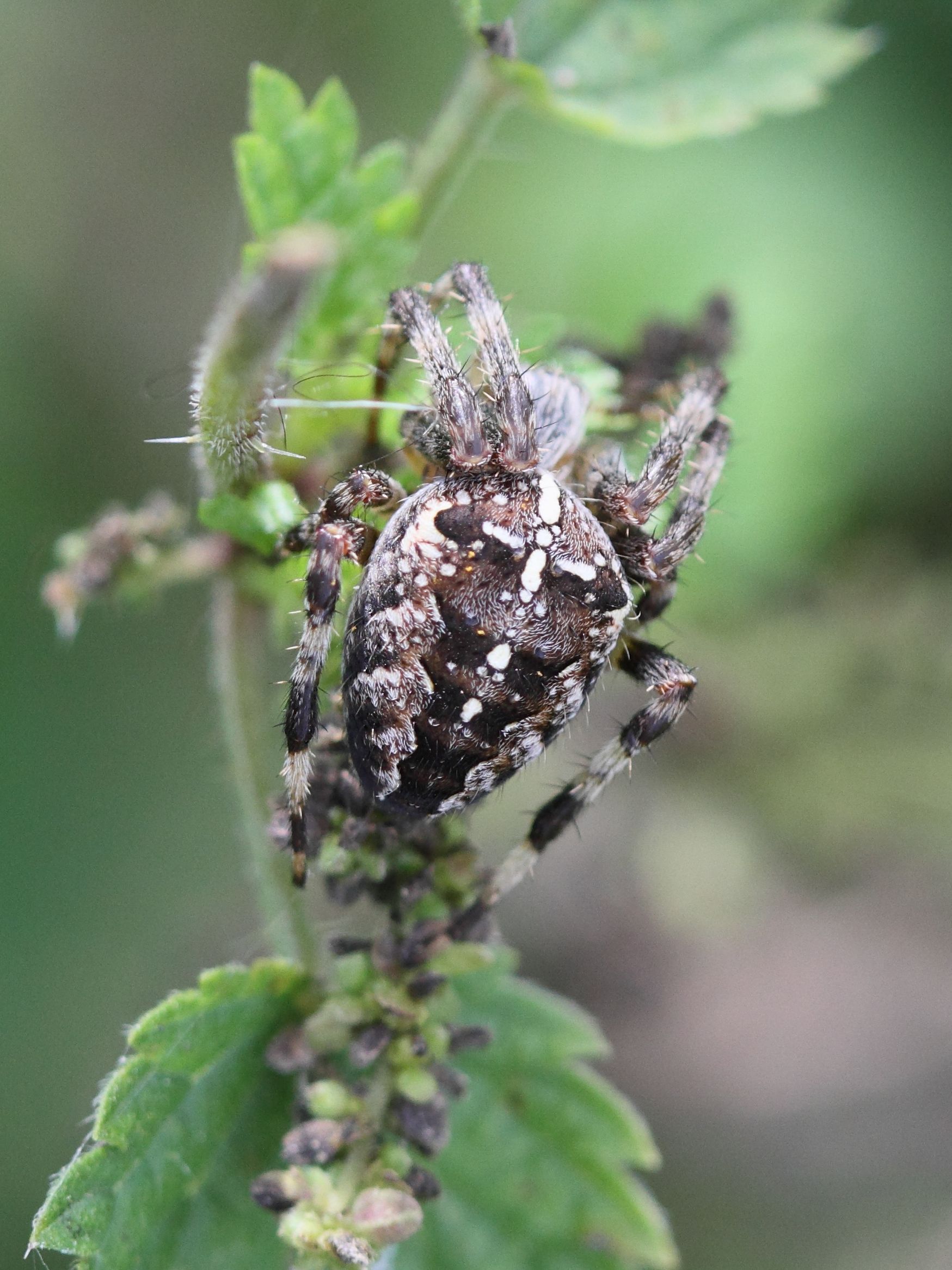 araneus_diadematus5bd