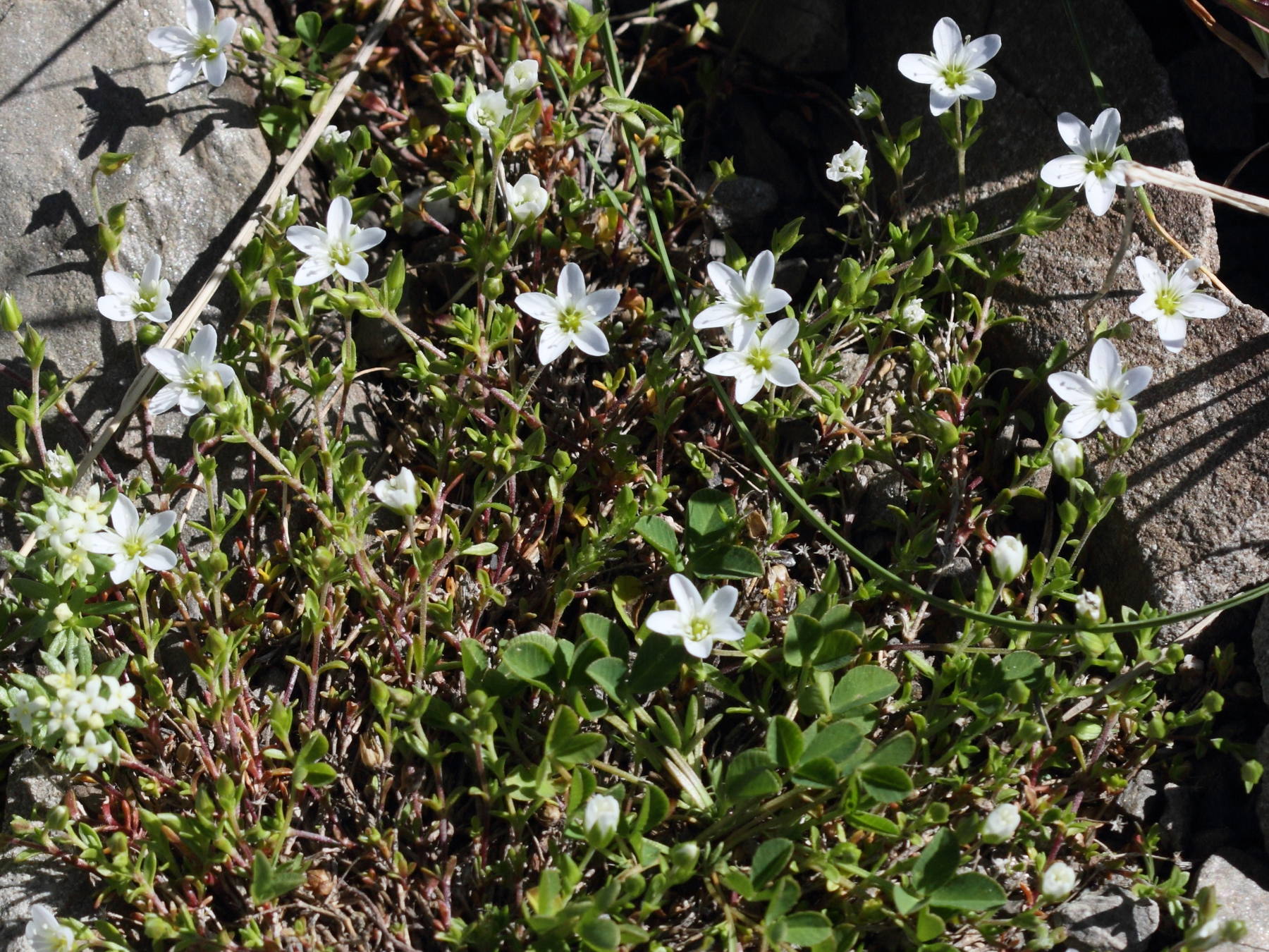 Afficher le média arenaria_multicaulis1bd arenaria_multicaulis1bd