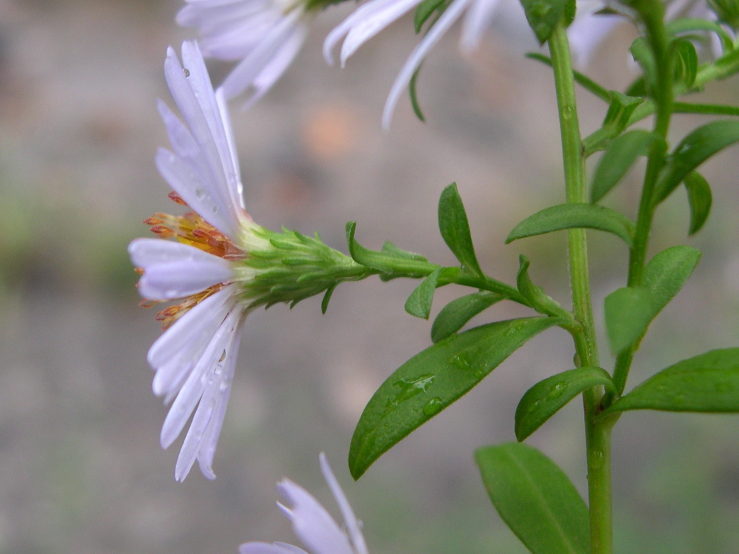 aster_novi-belgii4md