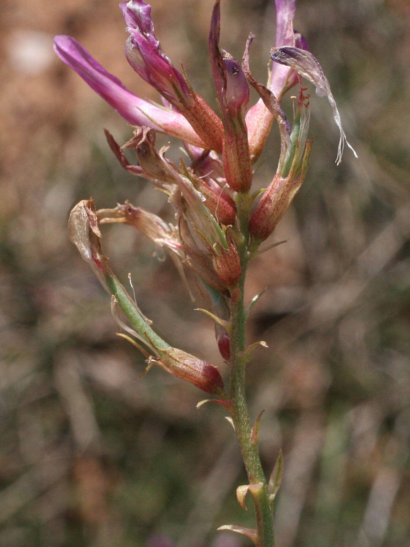 Afficher le média astragalus_monspessulanus3md astragalus_monspessulanus3md