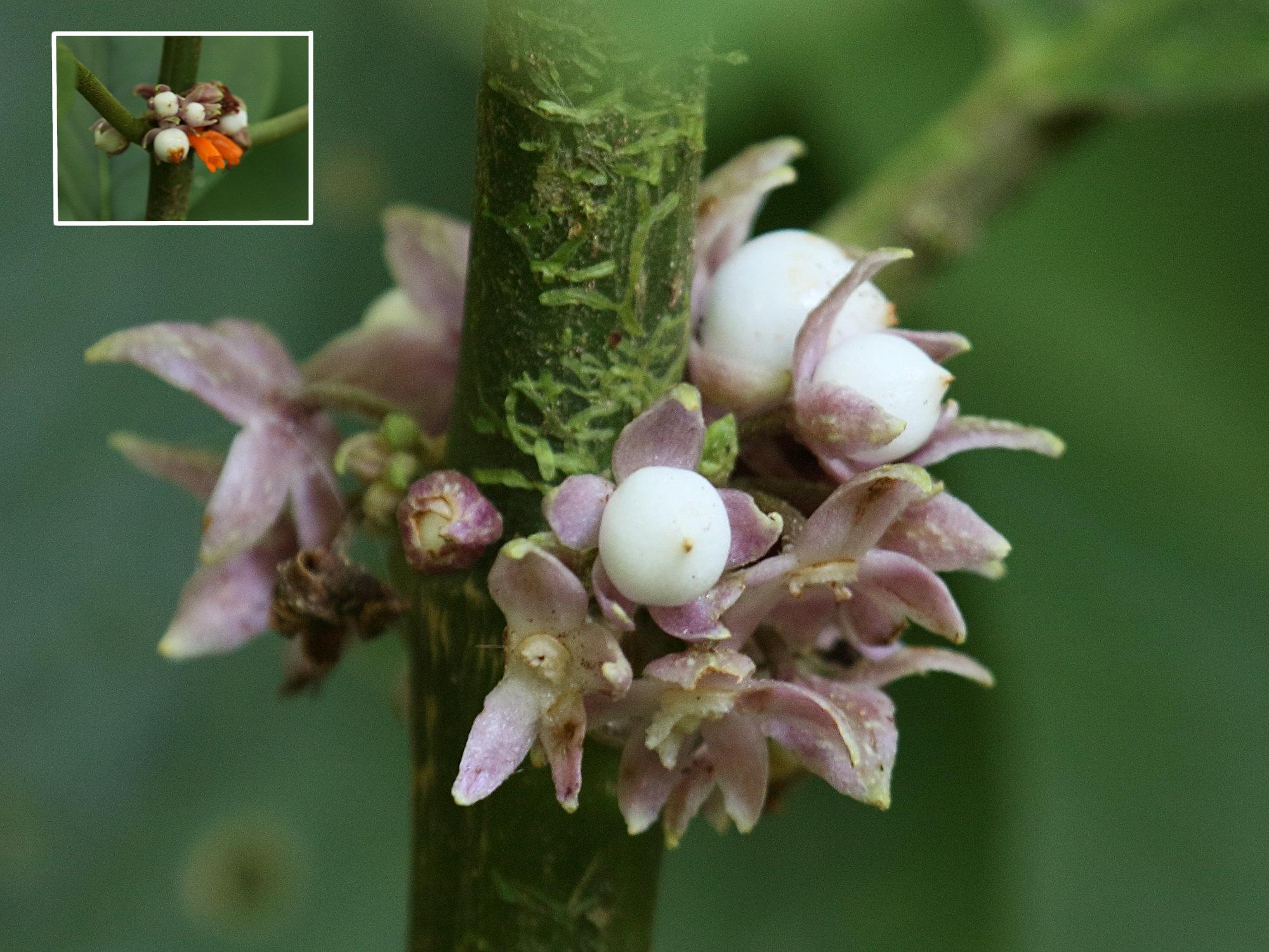 besleria_notabilis4bd