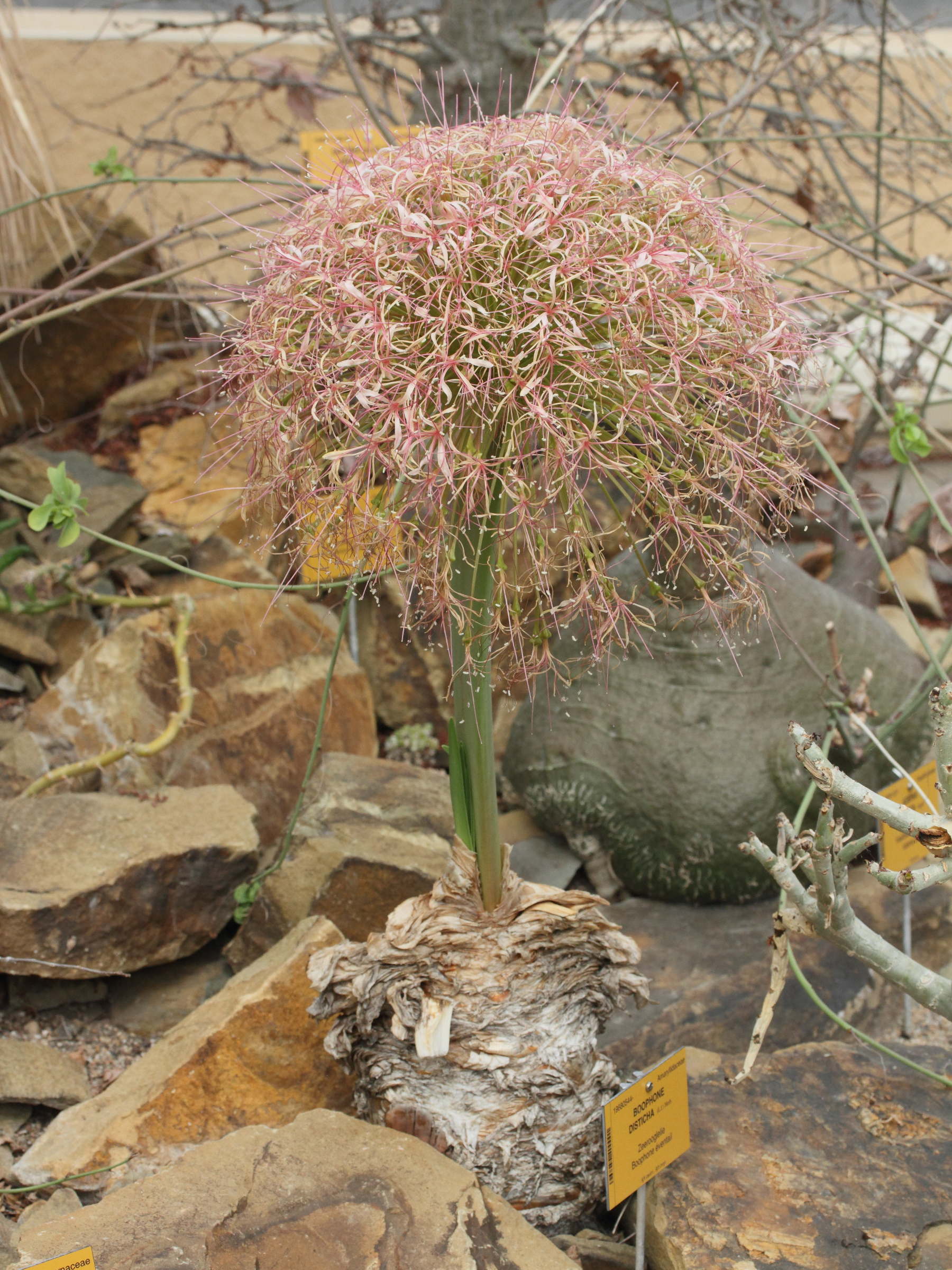 boophone_disticha1md